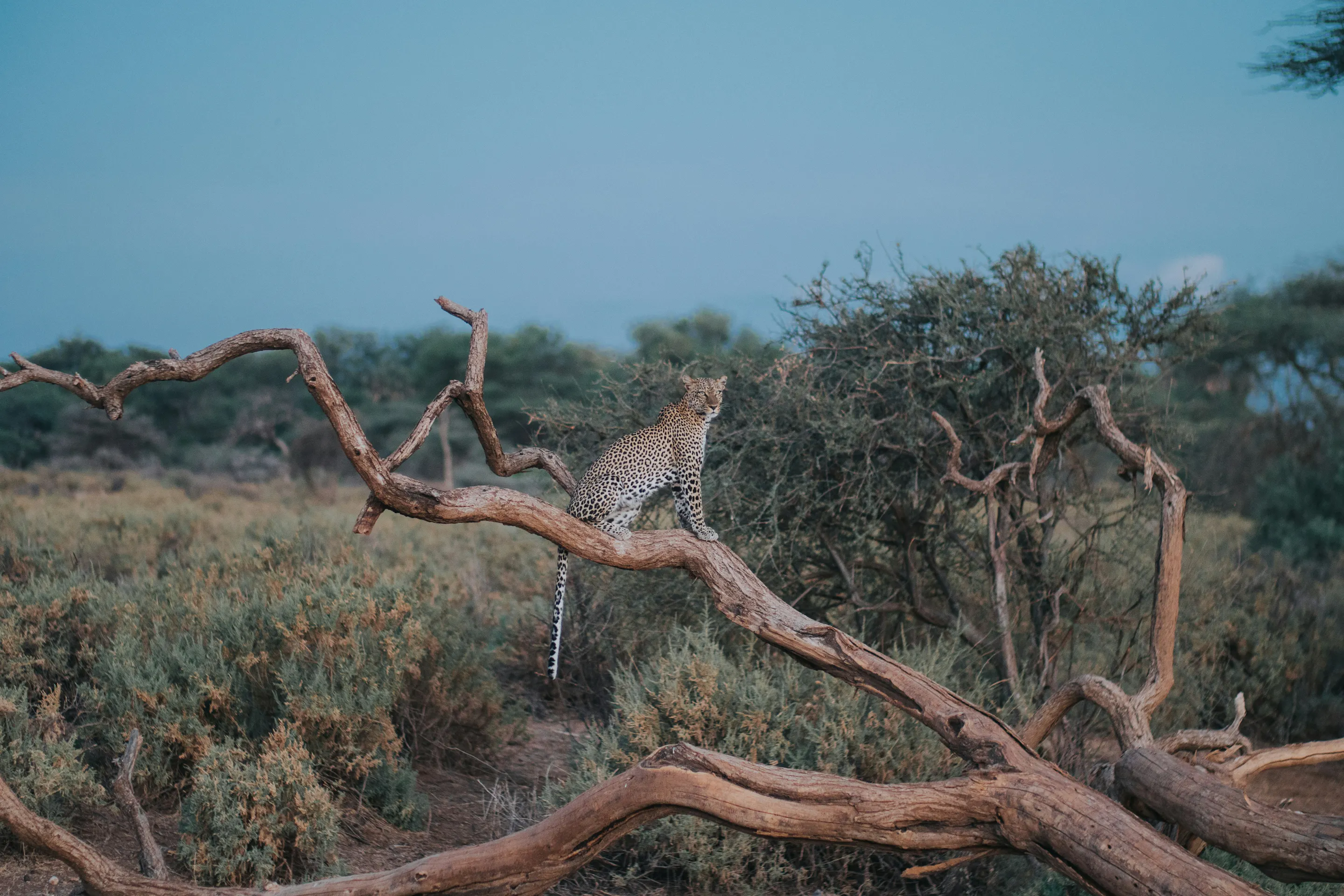 Leopard perched on fallen dead tree, Samburu Kenya safari