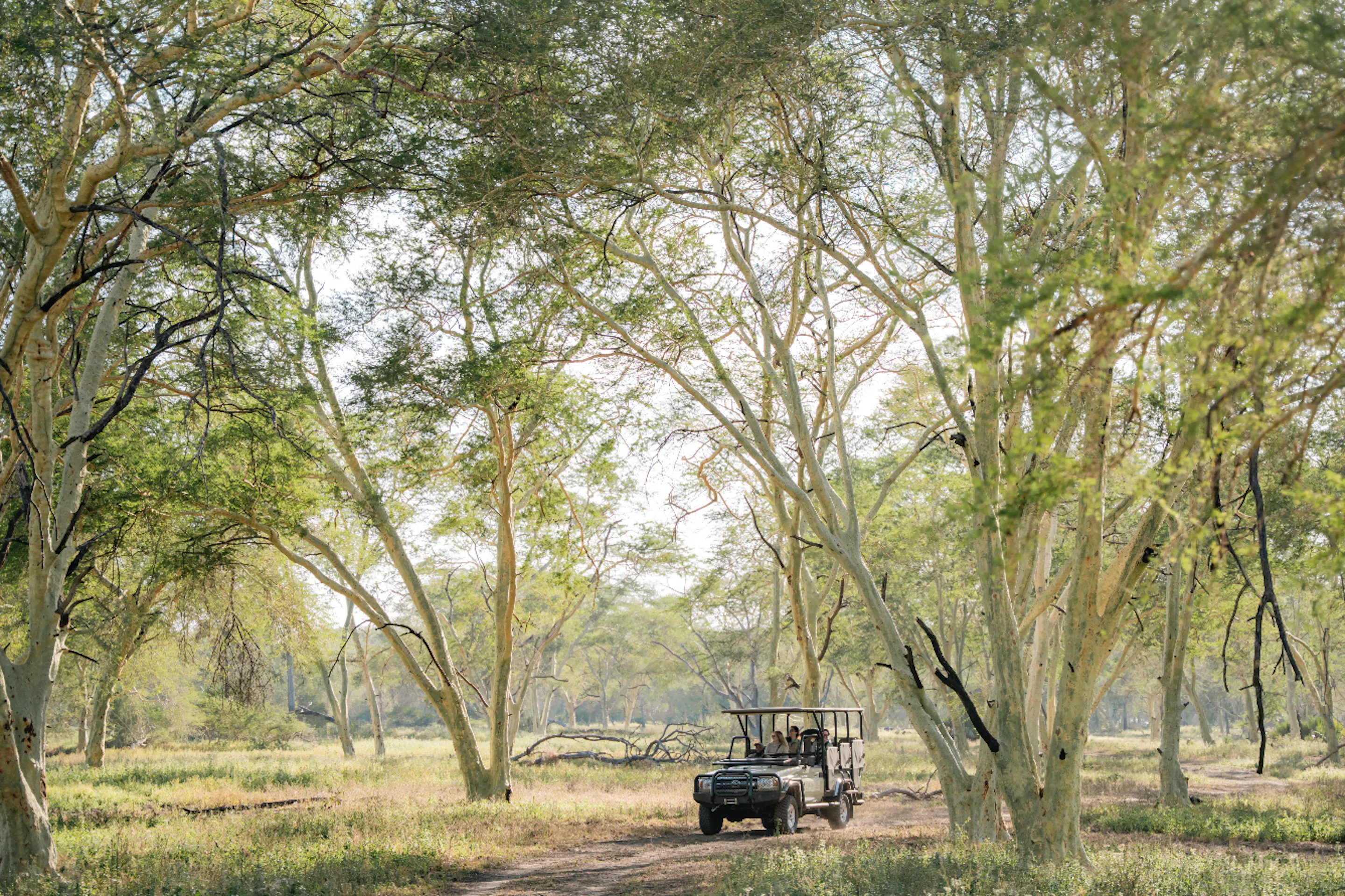 Open safari vehicle driving through mopane woodland Mozambique