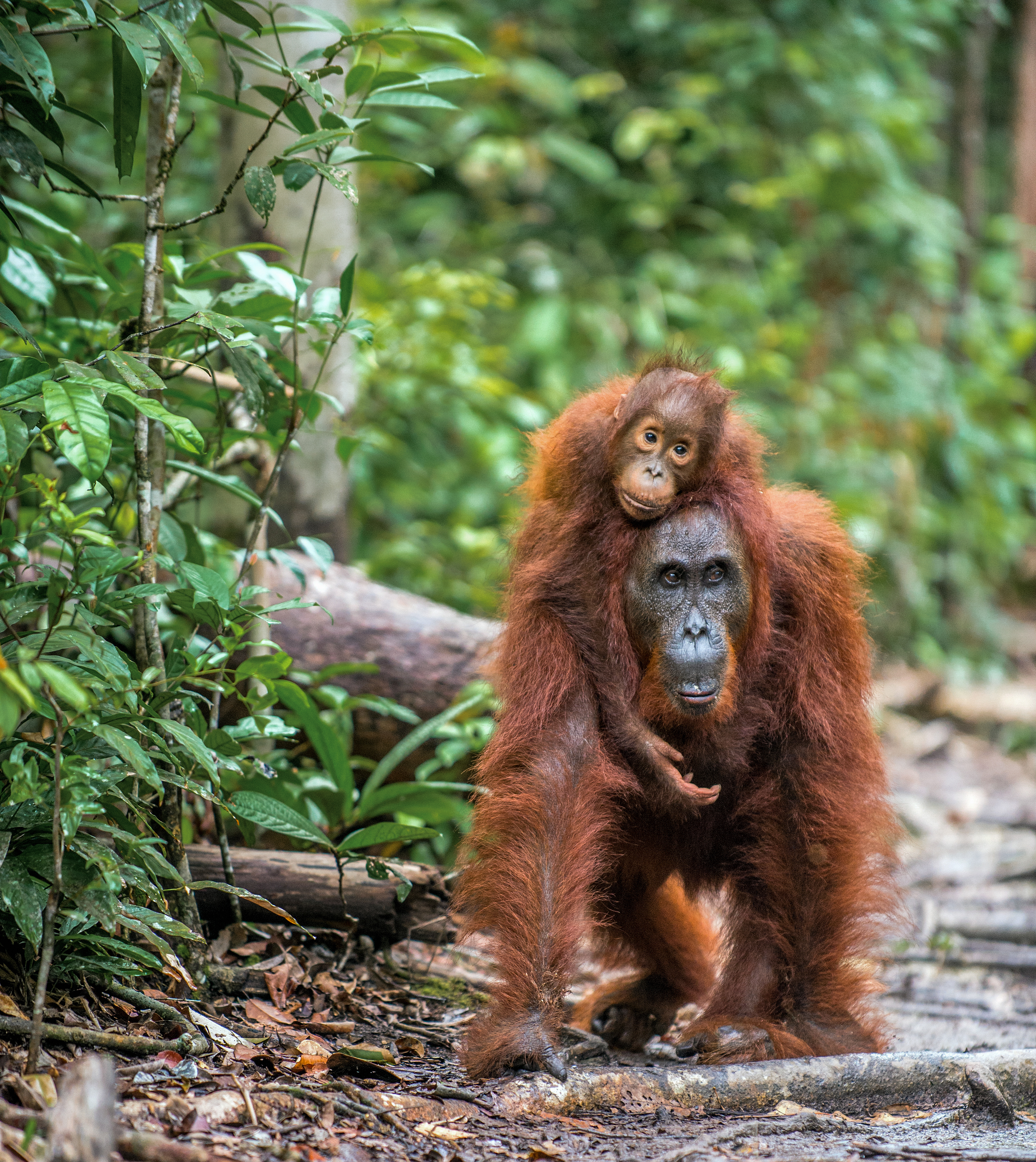Mother orangutan carrying her baby through the rainforest in Kalimantan, Borneo, Indonesia
