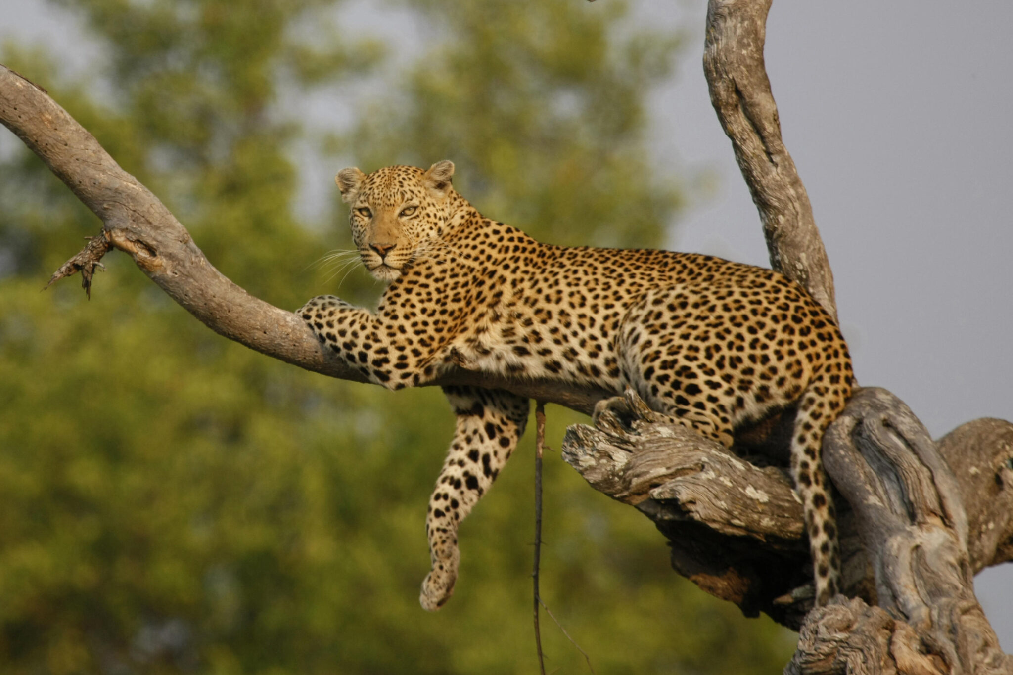 Leopard rests draped over a dead tree branch in the Okavango Delta, looking alertly ahead.