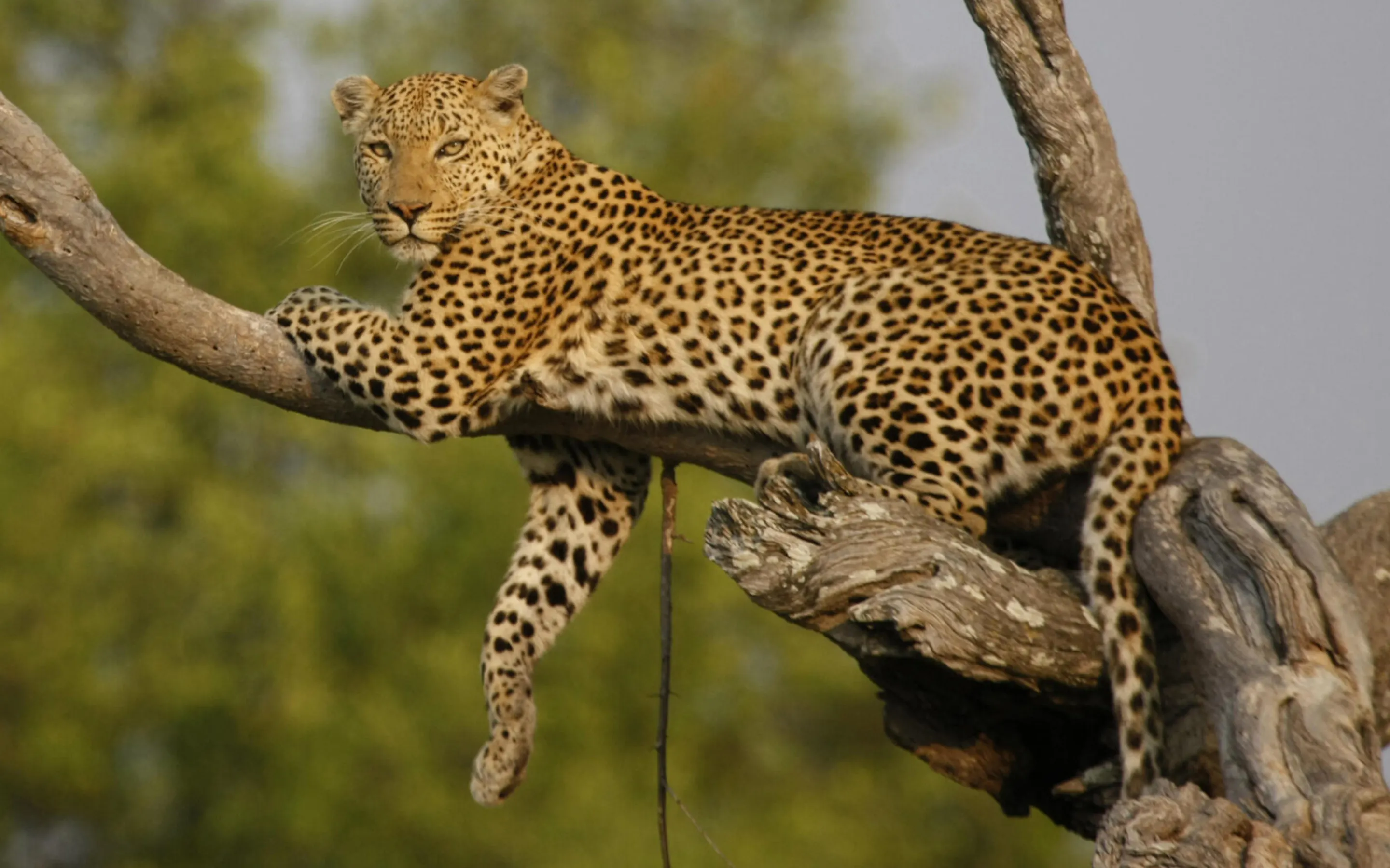 Leopard rests draped over a dead tree branch in the Okavango Delta, looking alertly ahead.