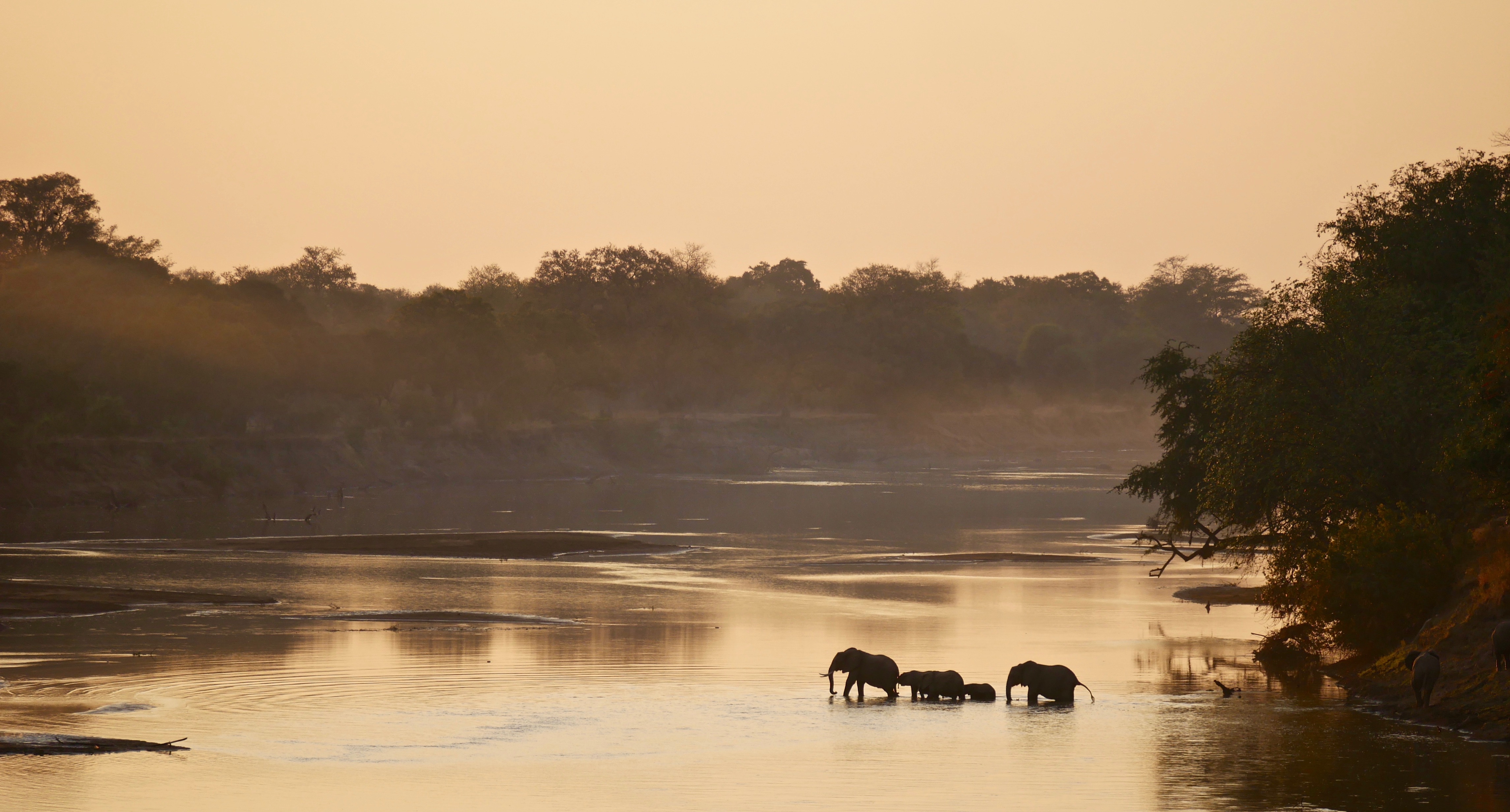 Elephant herd crossing the Luangwa River at sunset in Zambia