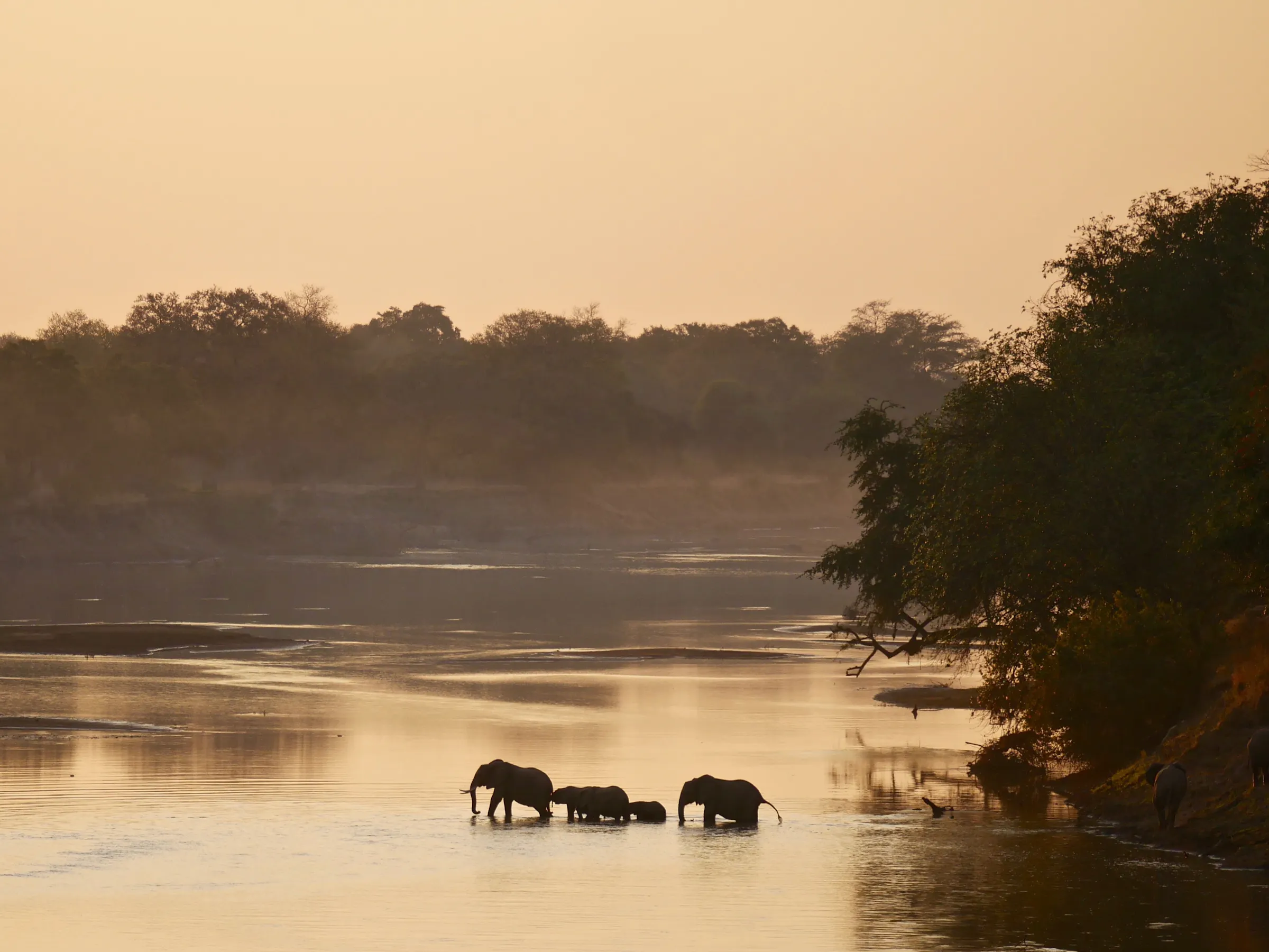 Elephant herd crossing the Luangwa River at sunset in Zambia
