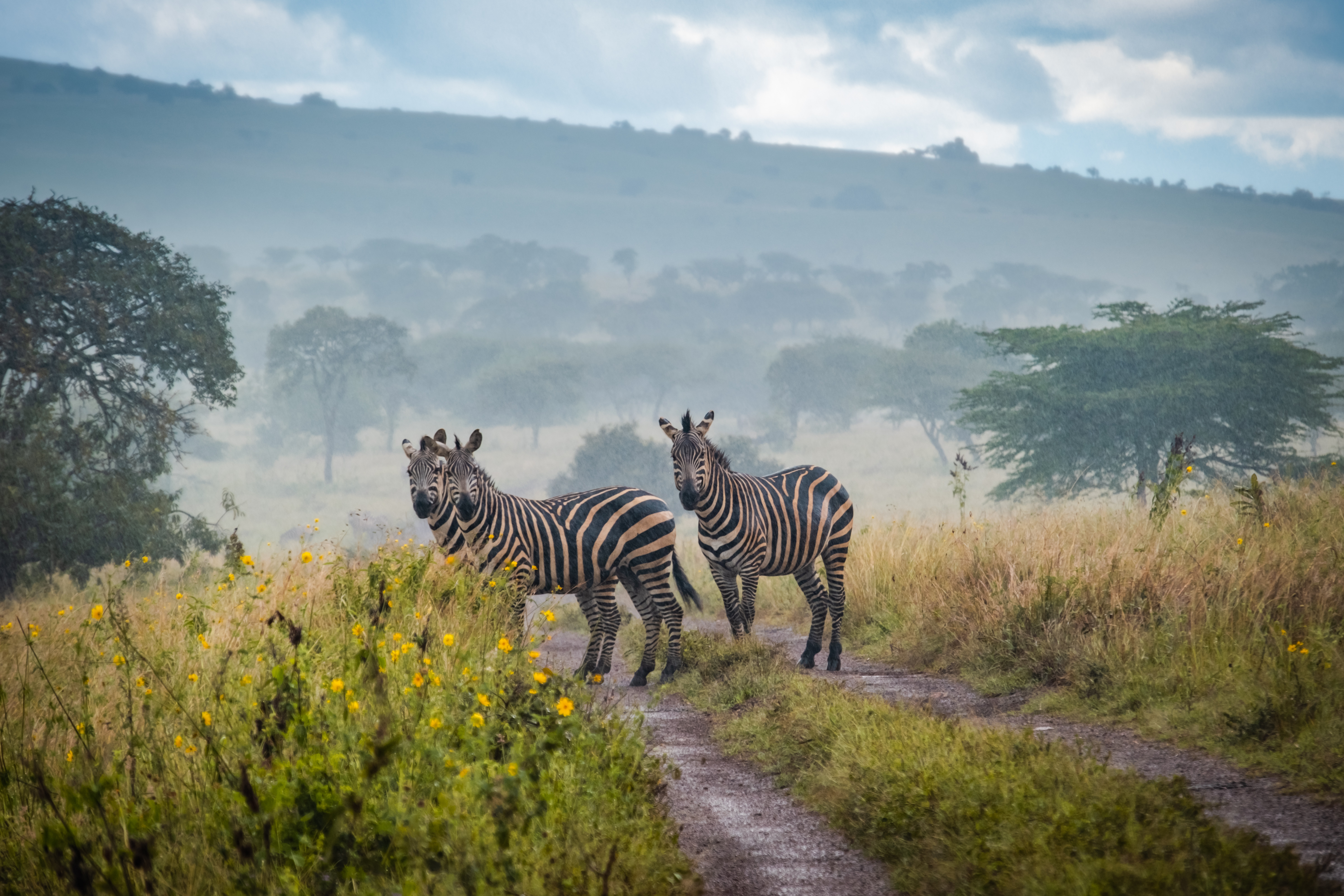 Zebras standing on a misty trail in Akagera National Park, Rwanda