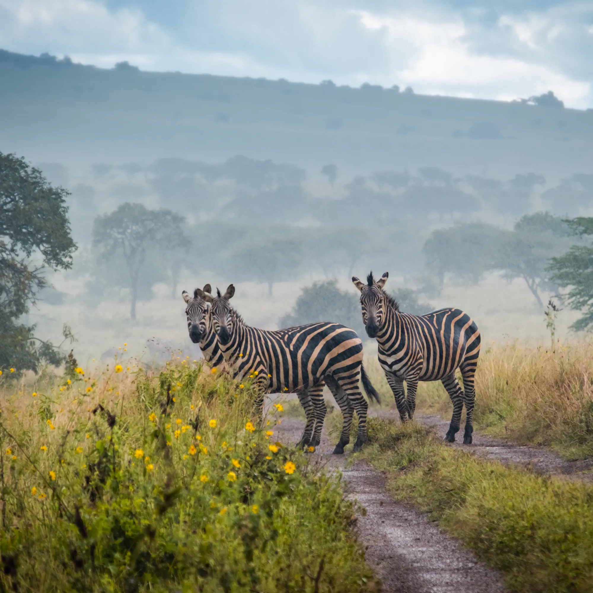 Zebras standing on a misty trail in Akagera National Park, Rwanda