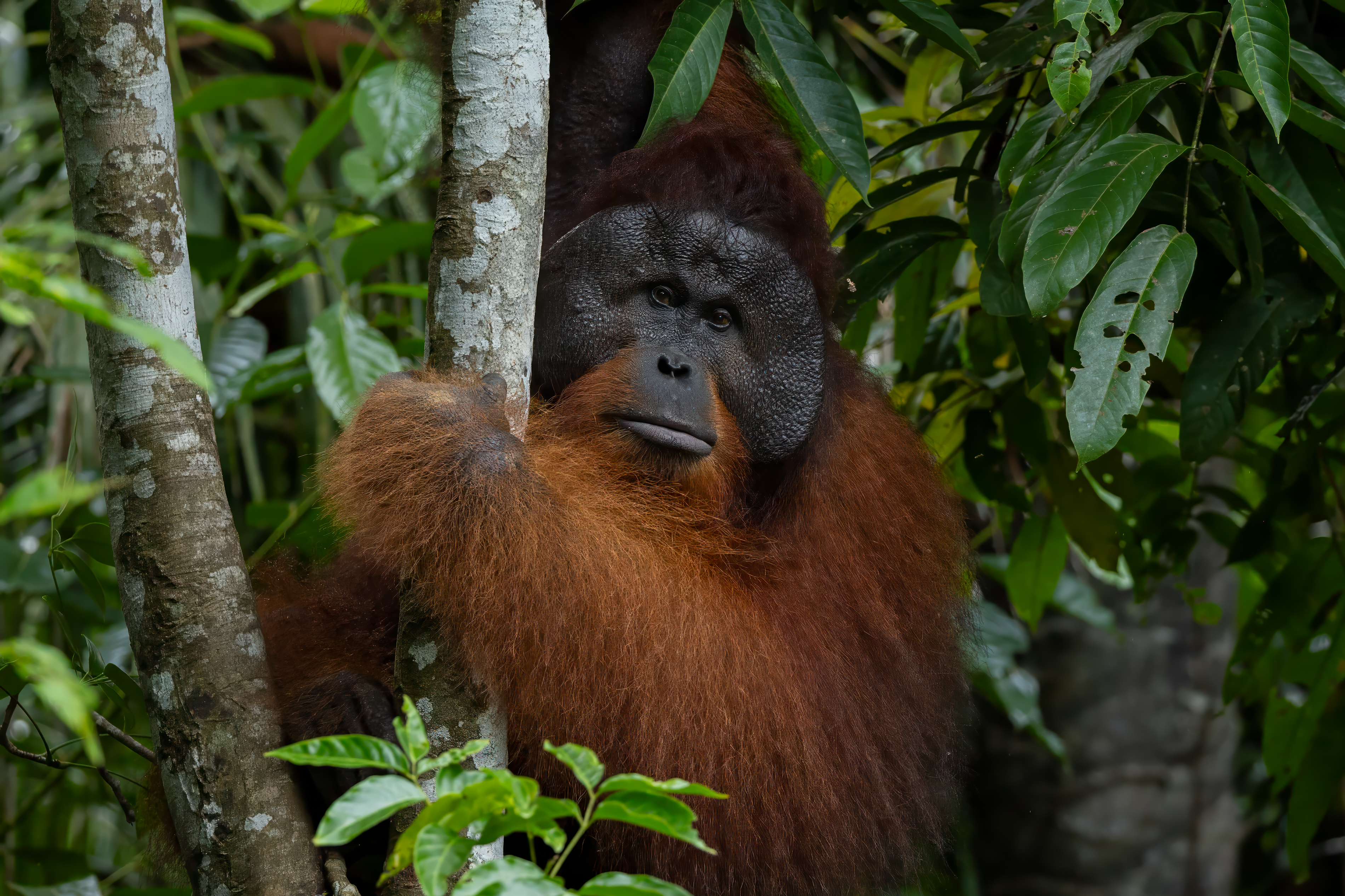 A male orangutan clings to a branch