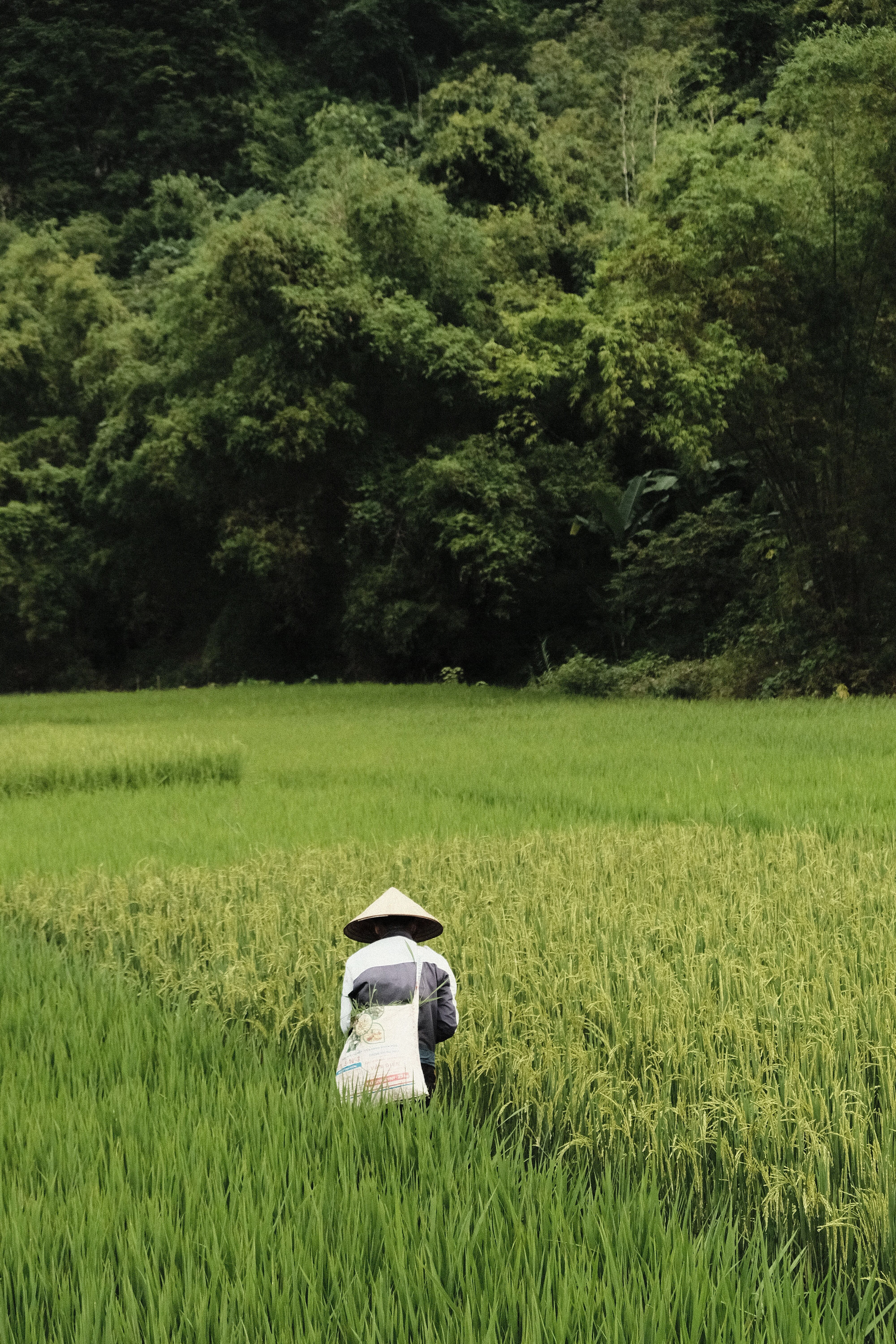 Farmer with conical hat in lush rice paddy, Mai Chau Vietnam