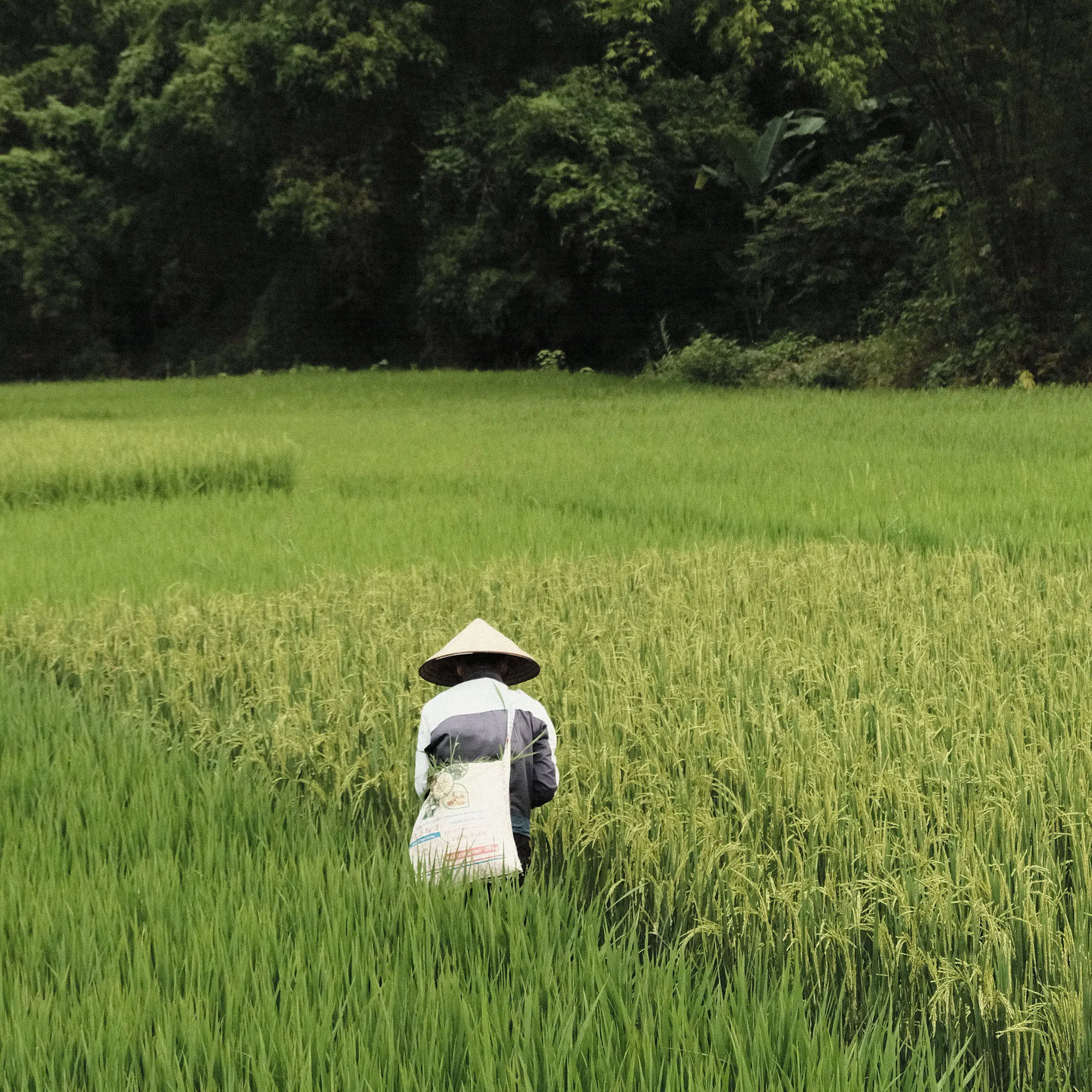 Farmer with conical hat in lush rice paddy, Mai Chau Vietnam