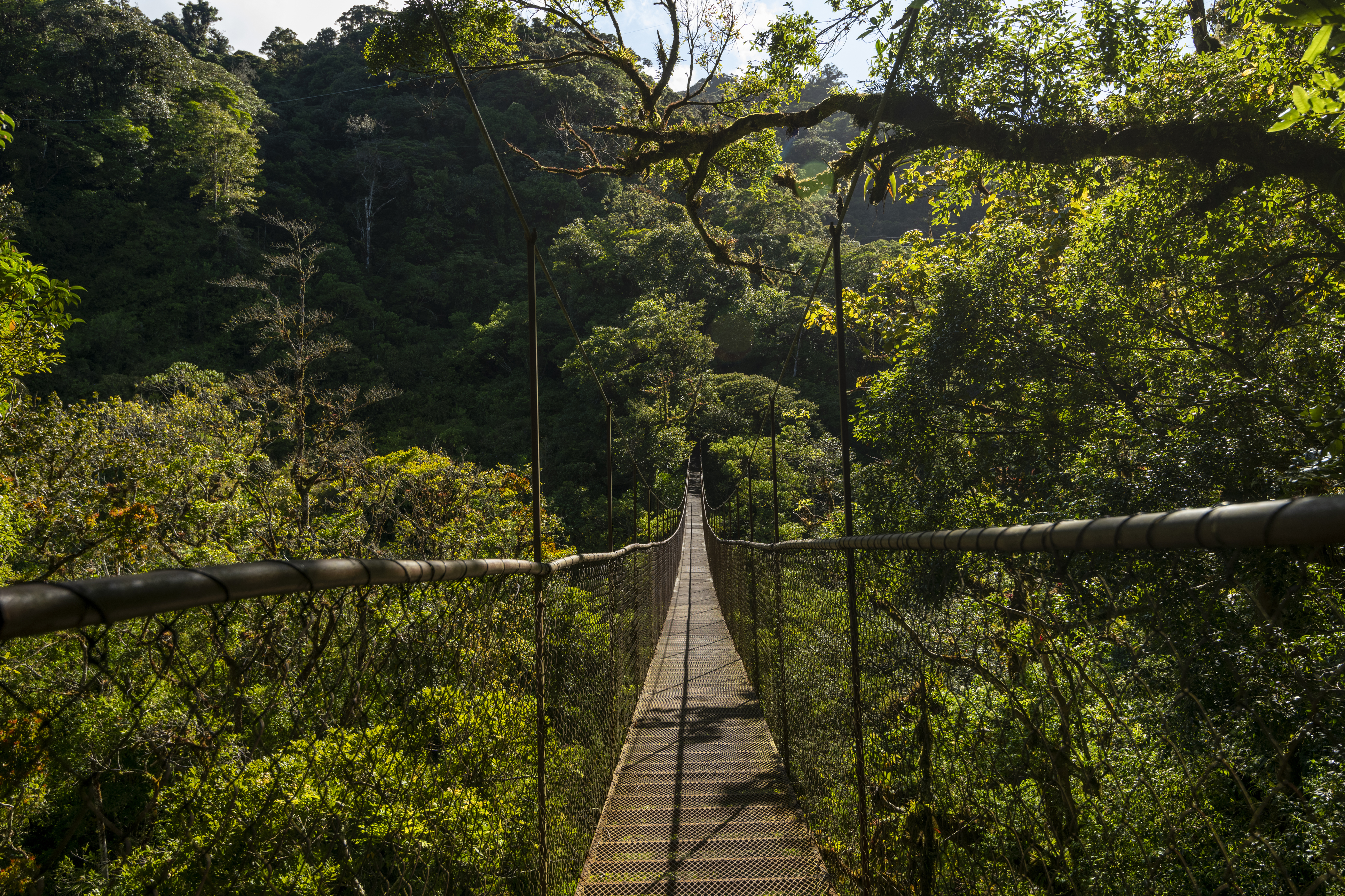 Hanging bridge crossing through the cloud forest canopy in Boquete, Panama