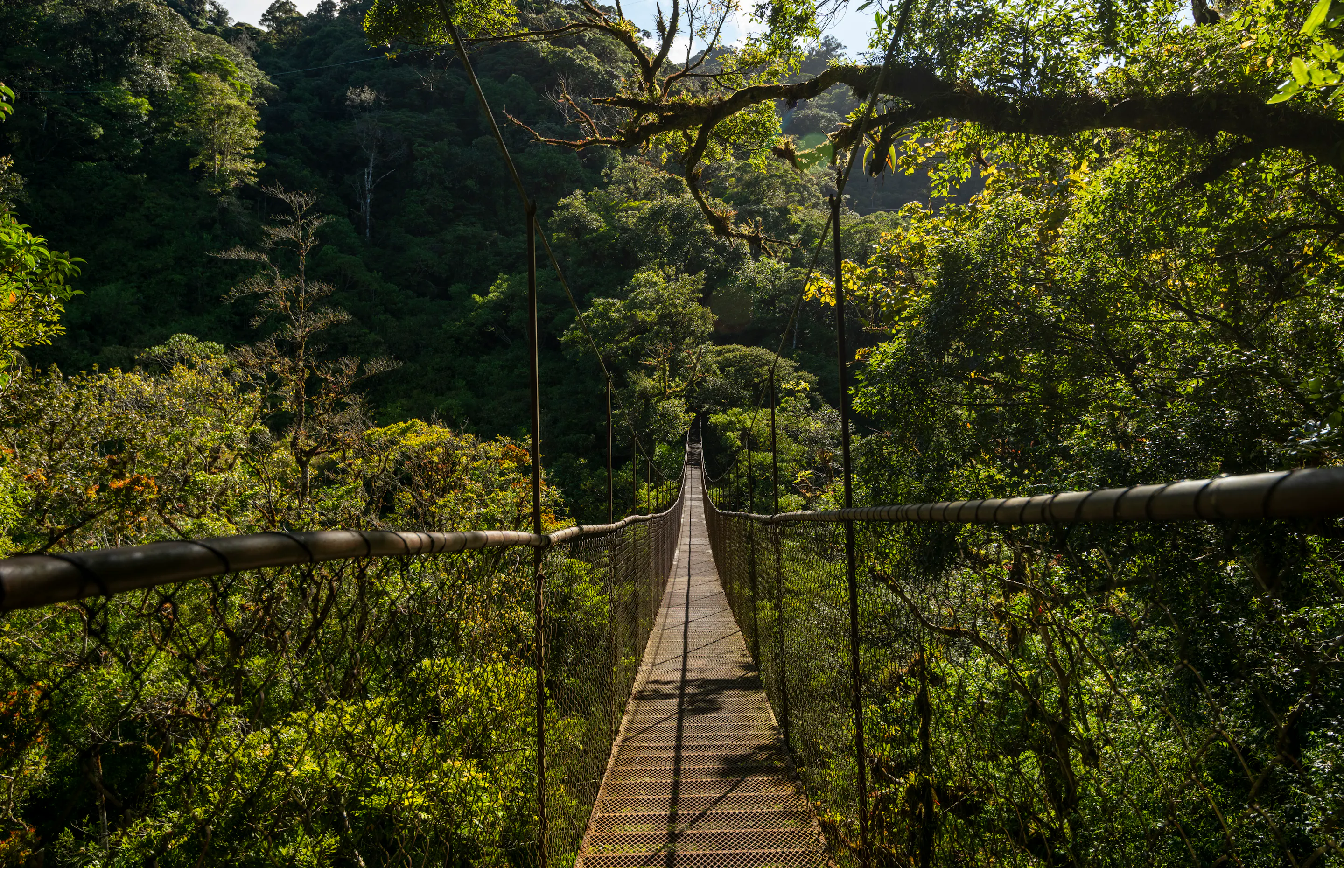 Hanging bridge crossing through the cloud forest canopy in Boquete, Panama