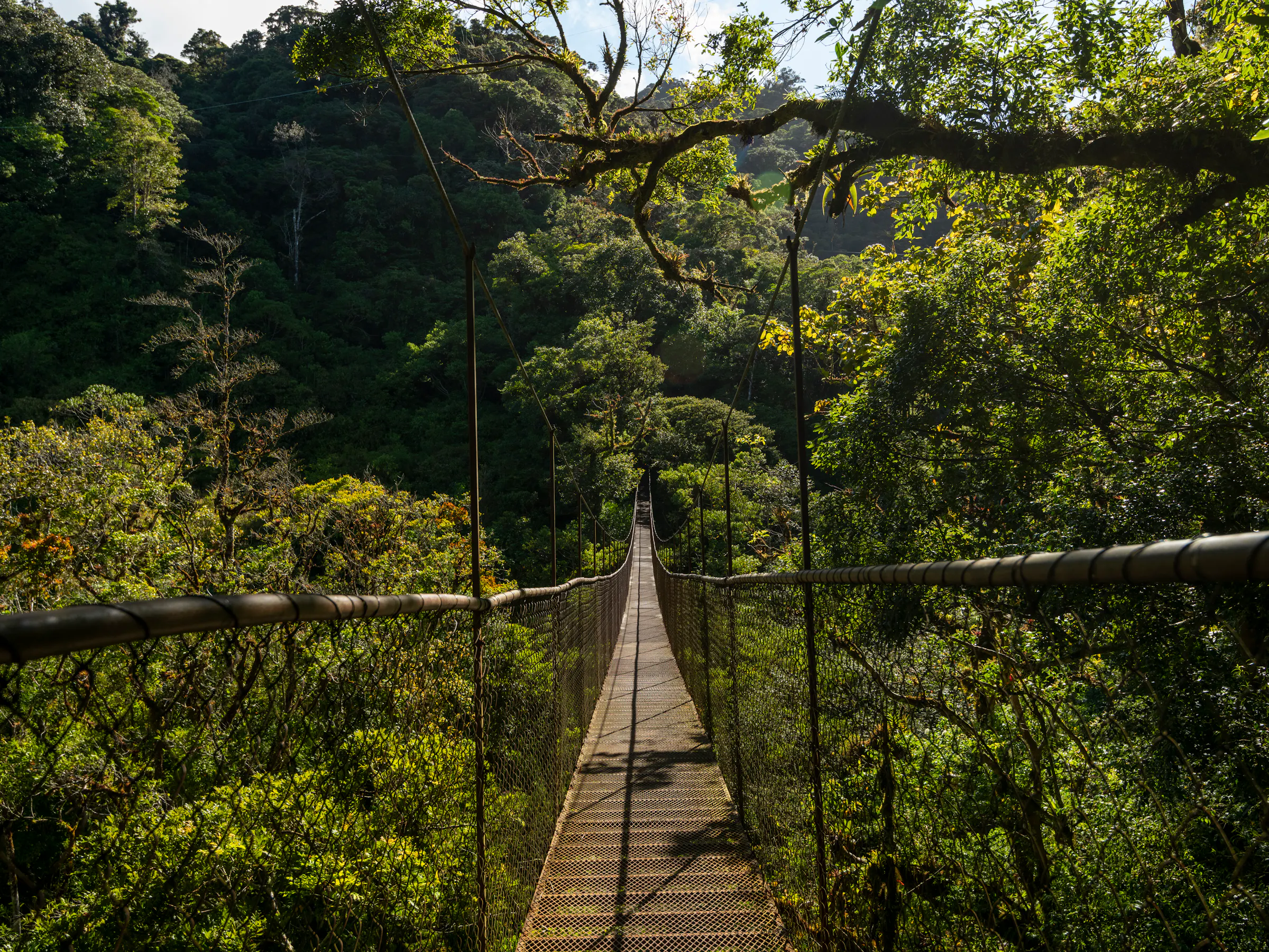 Suspension bridge through a canopy of trees