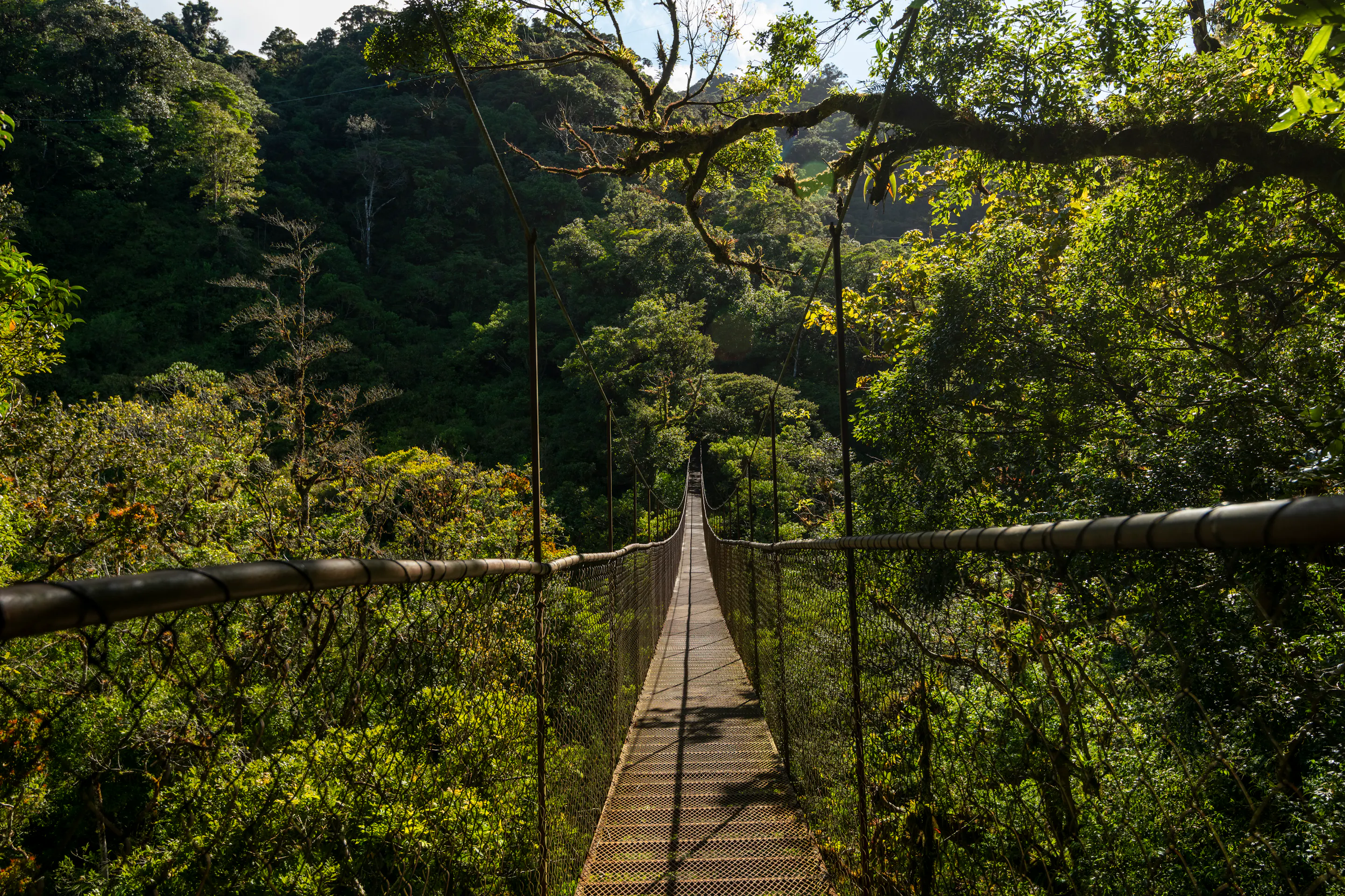 Suspension bridge through a canopy of trees
