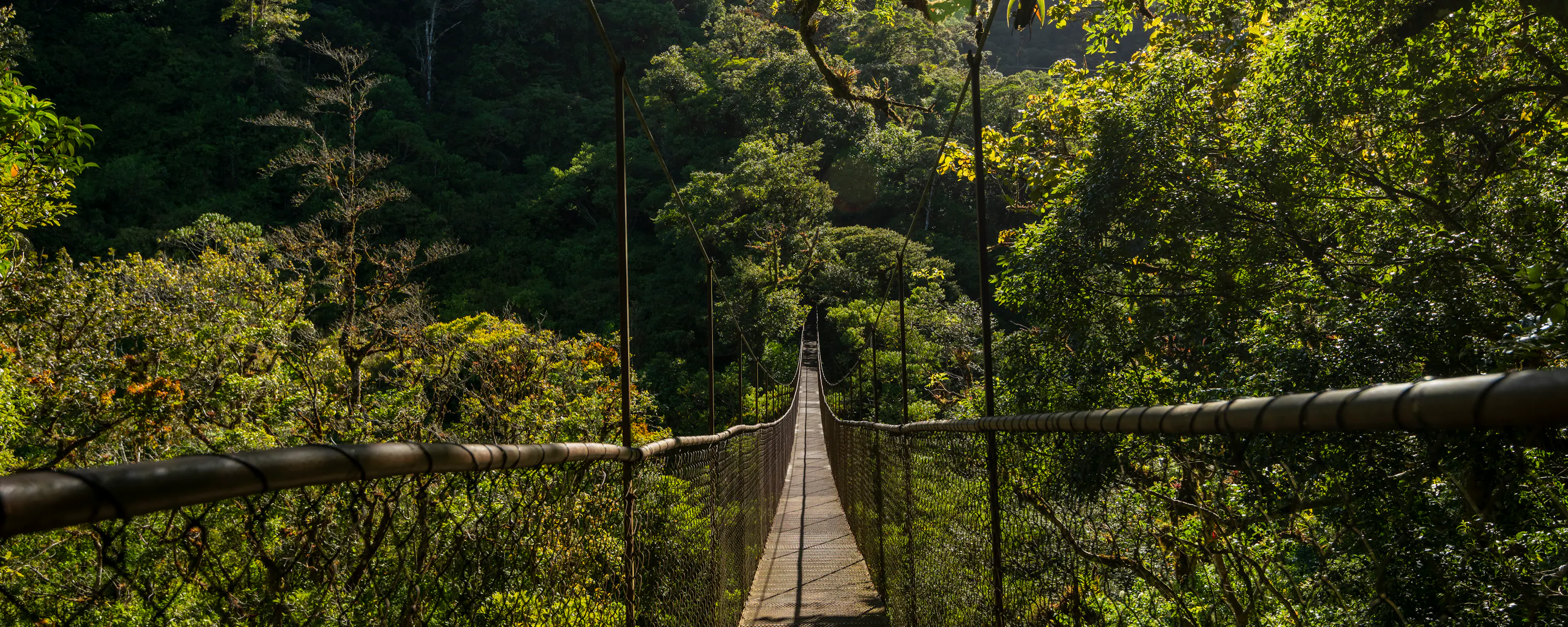 A suspension bridge cuts through the tree canopy in Panama