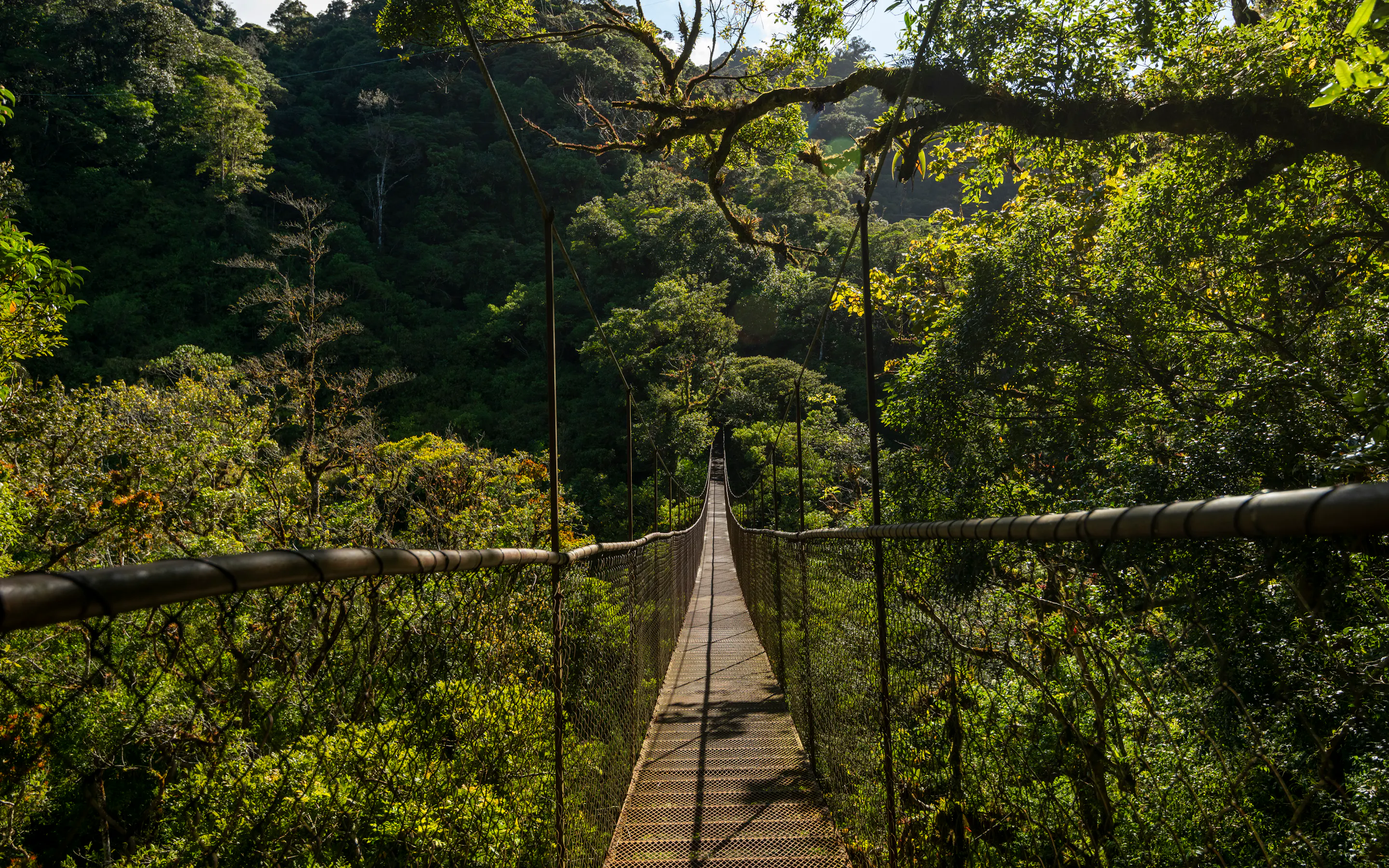 Hanging bridge crossing through the cloud forest canopy in Boquete, Panama