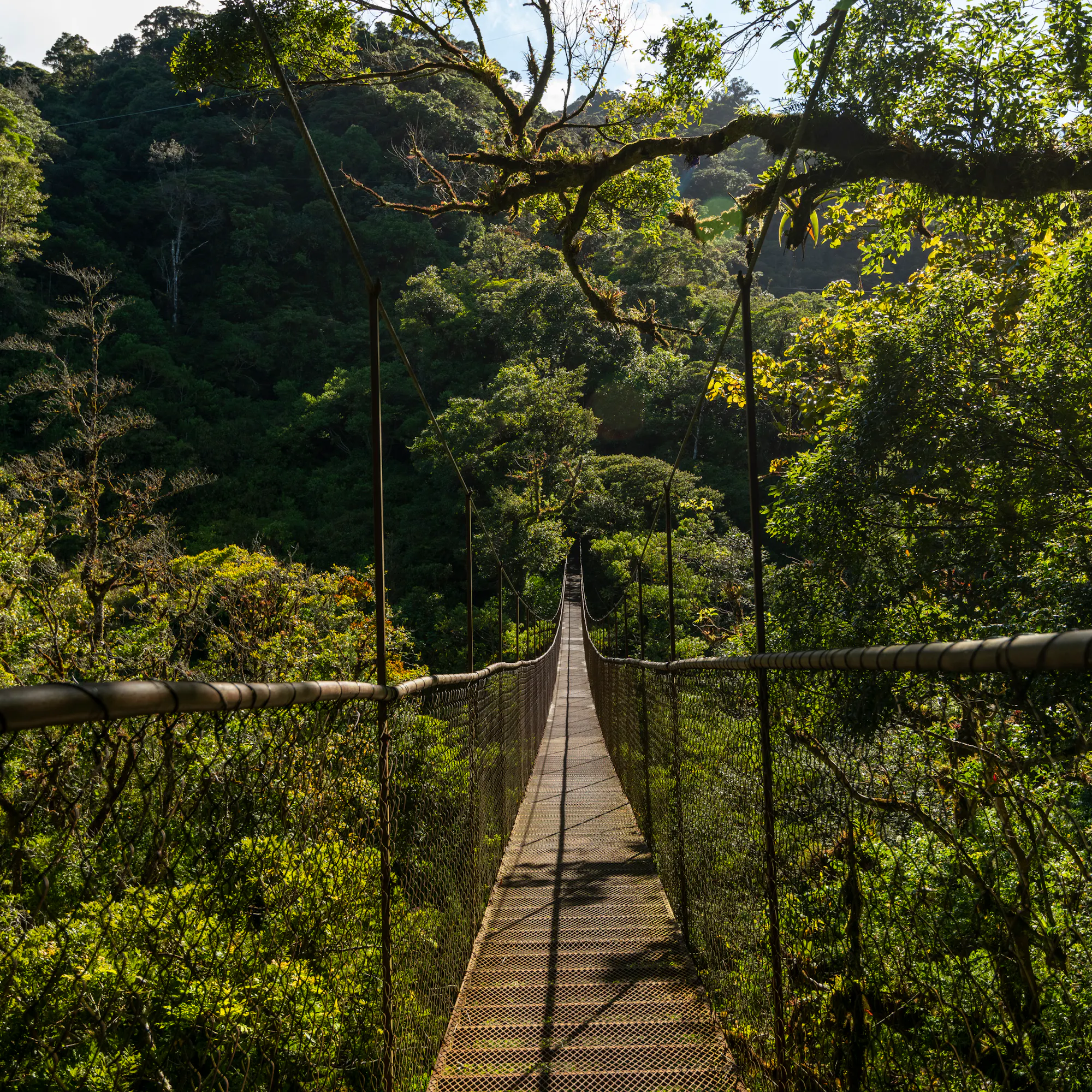 suspesion bridge through a canopy of trees