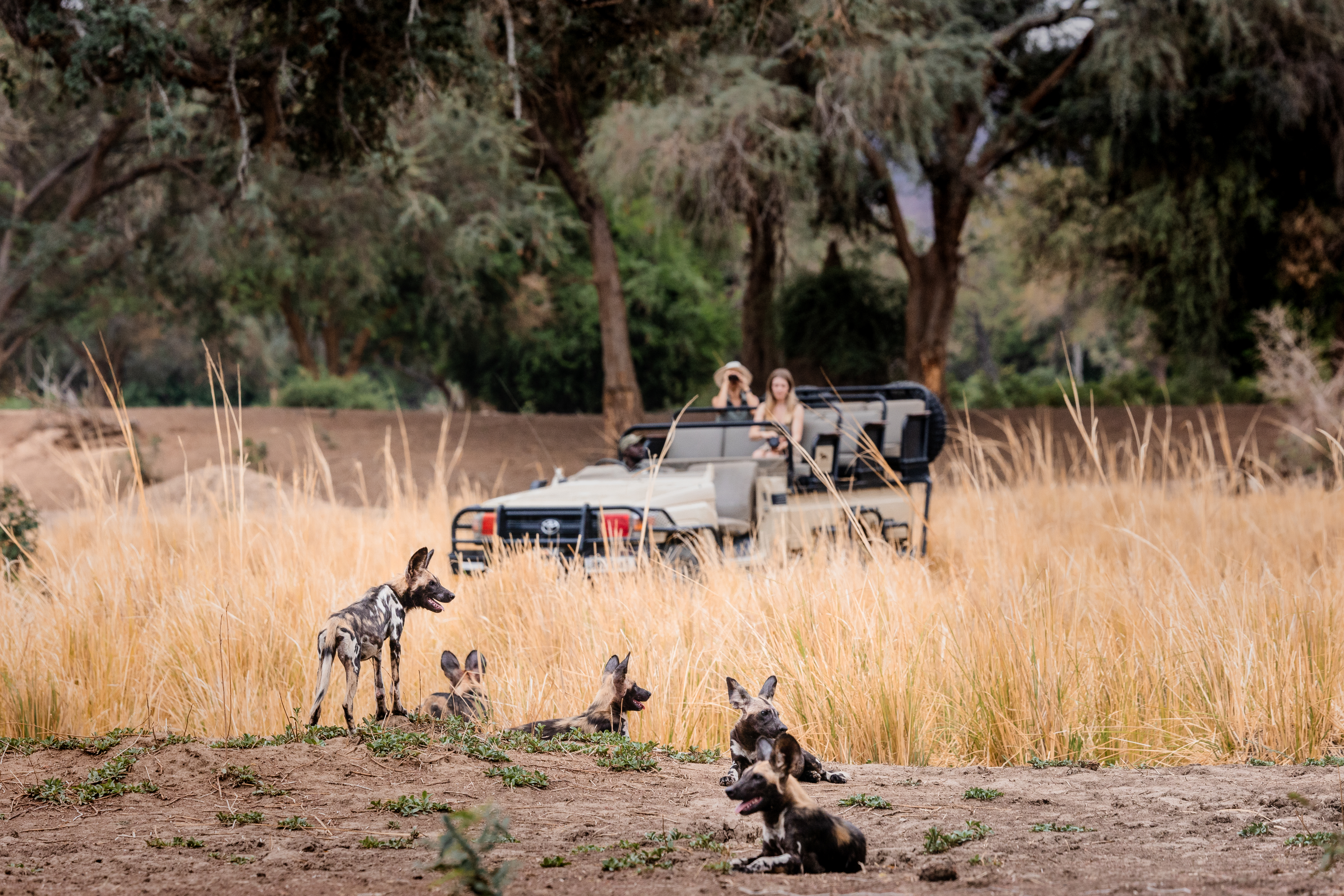 A pack of African wild dogs rest in long grass as guests watch from a safari vehicle