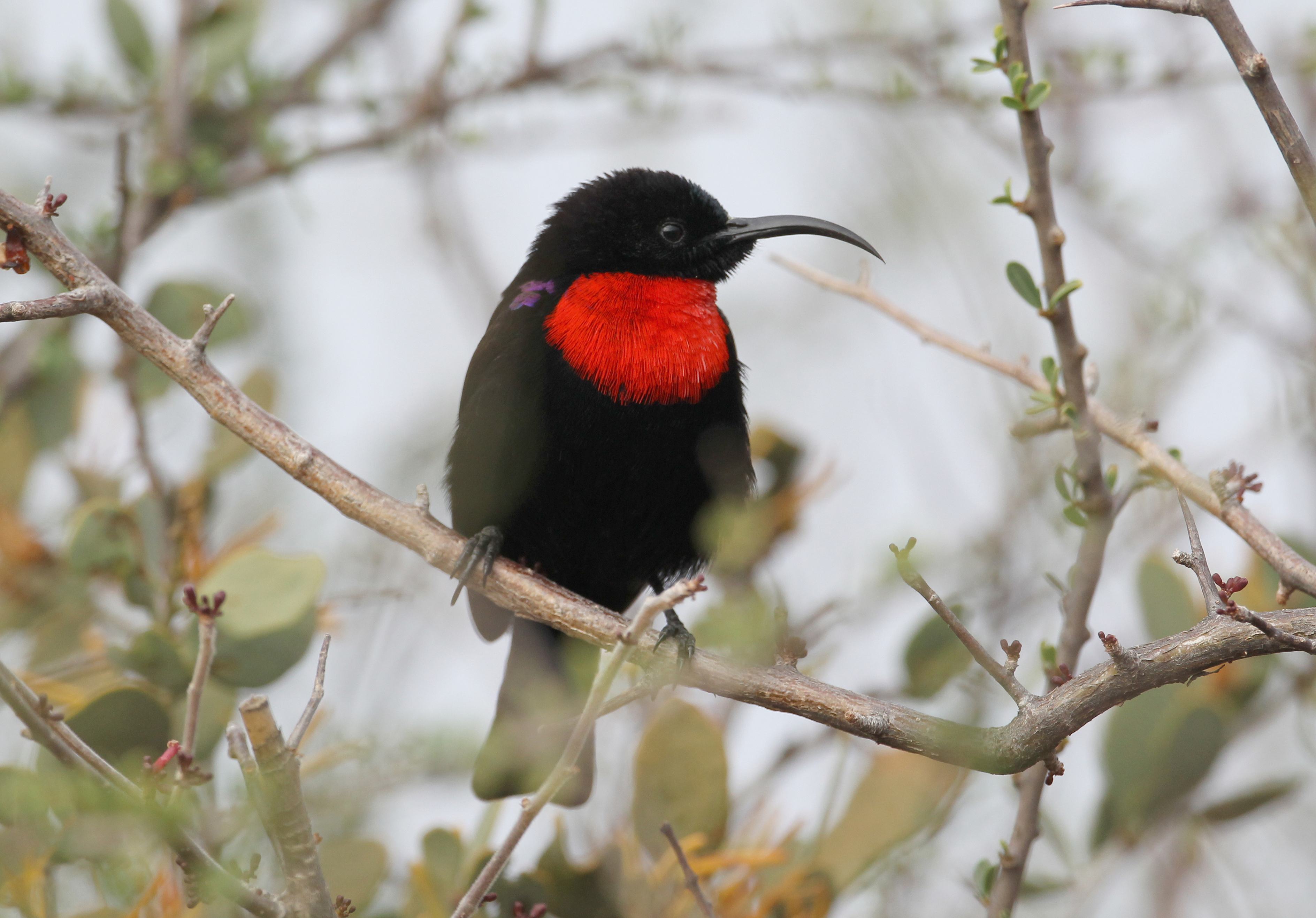 Scarlet-chested sunbird perched on a branch in Gorongosa National Park, Mozambique
