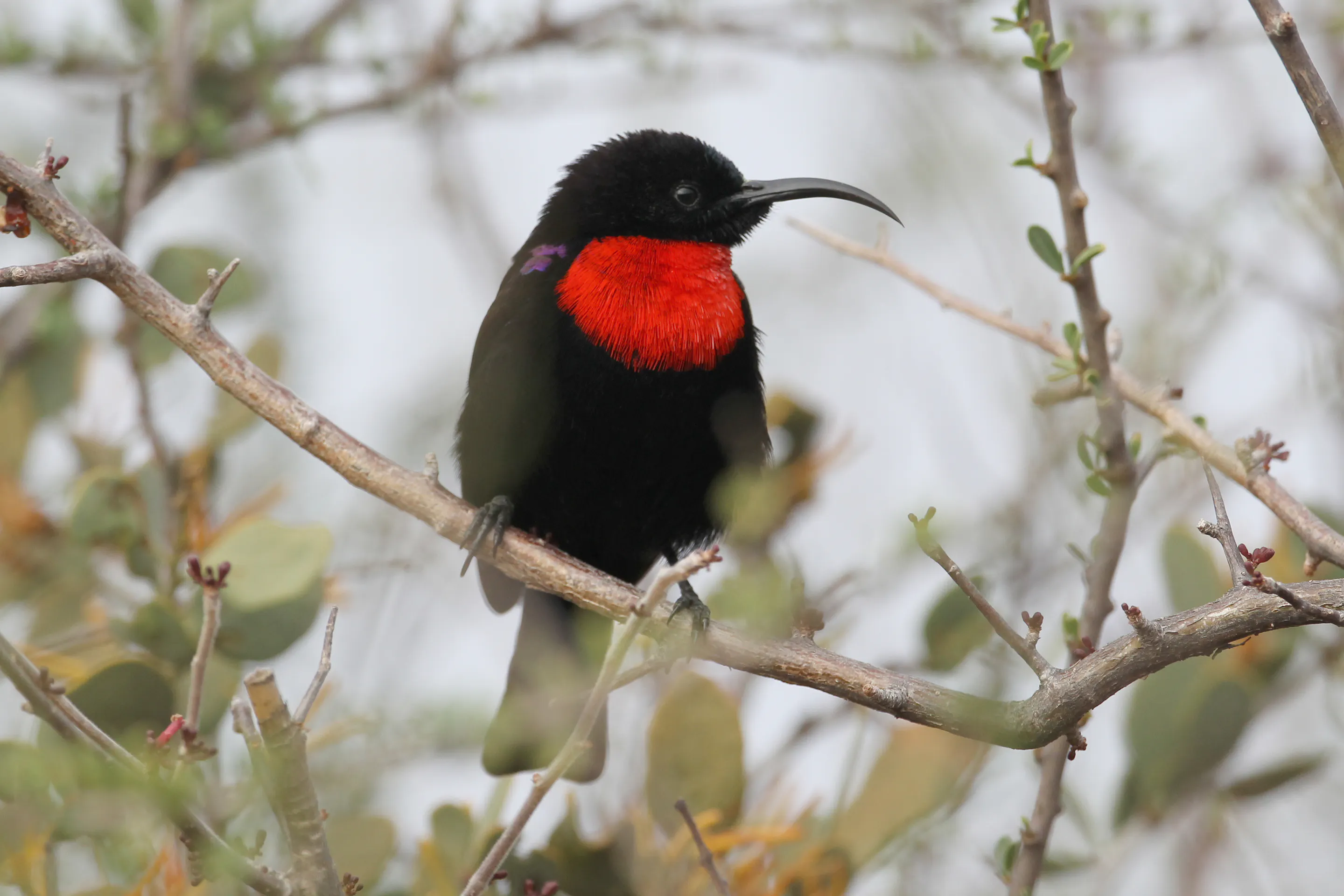 Scarlet-chested sunbird perched on a branch in Gorongosa National Park, Mozambique