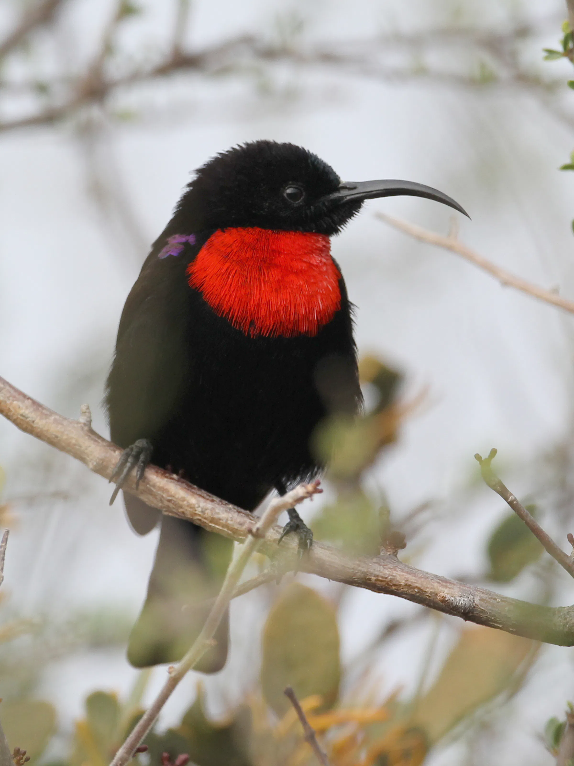 Scarlet-chested sunbird perched on a branch in Gorongosa National Park, Mozambique