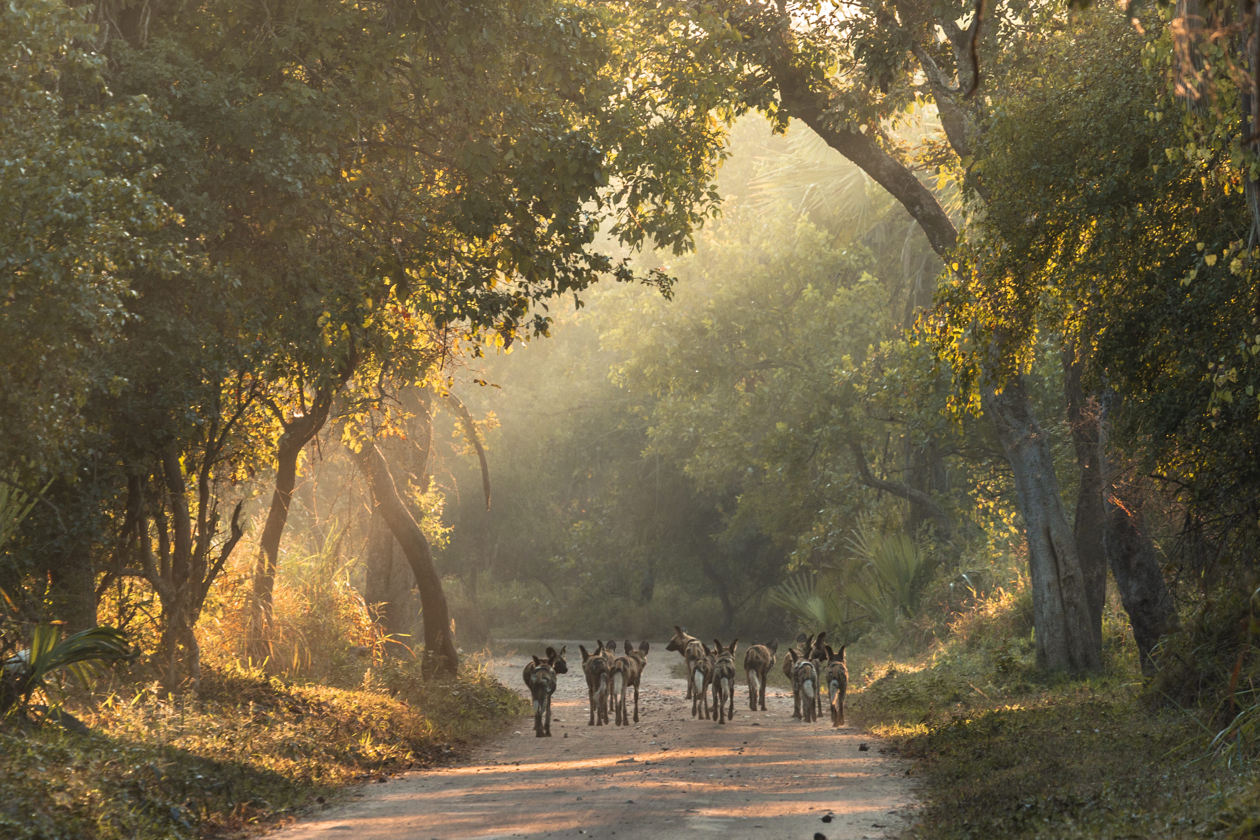 A pack of African wild dogs strolls in the morning light of Gorongosa National Park, Mozambique