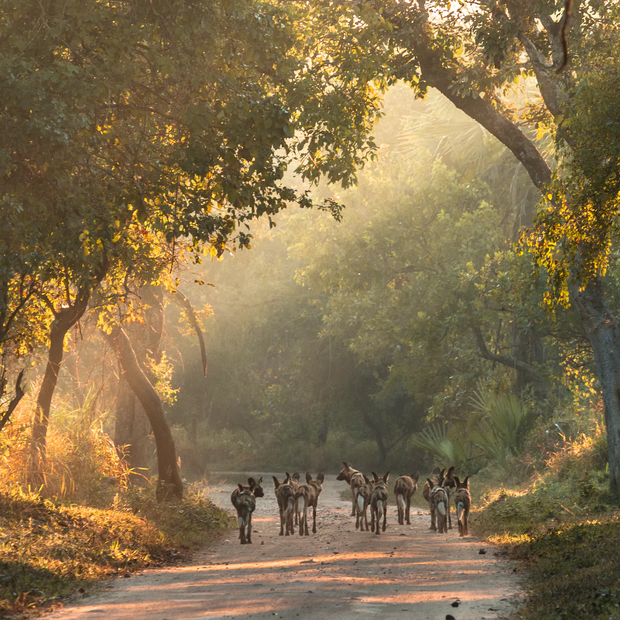 A pack of African wild dogs strolls in the morning light of Gorongosa National Park, Mozambique