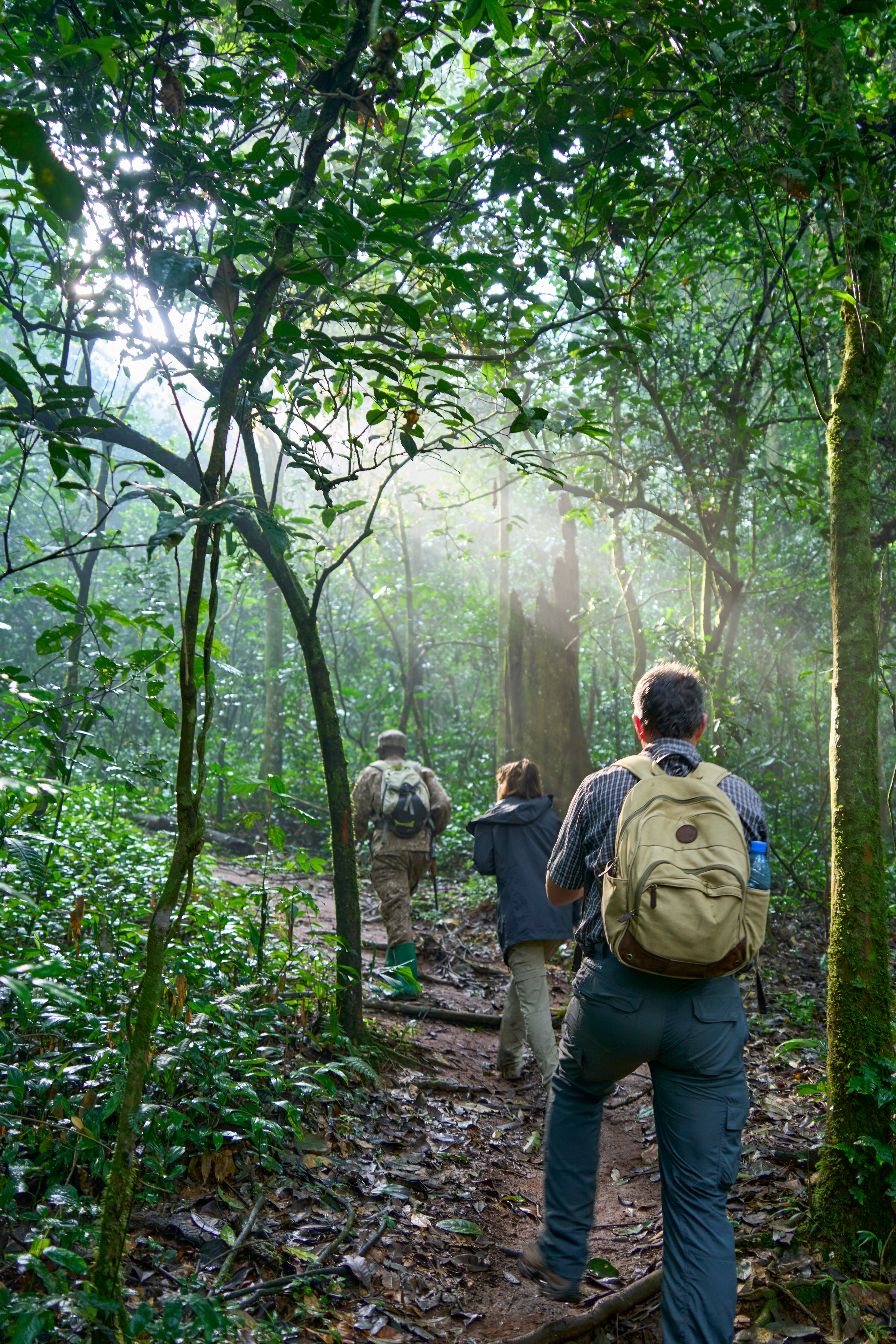 Tourists trekking through the forest with a ranger in Kibale National Park, Uganda
