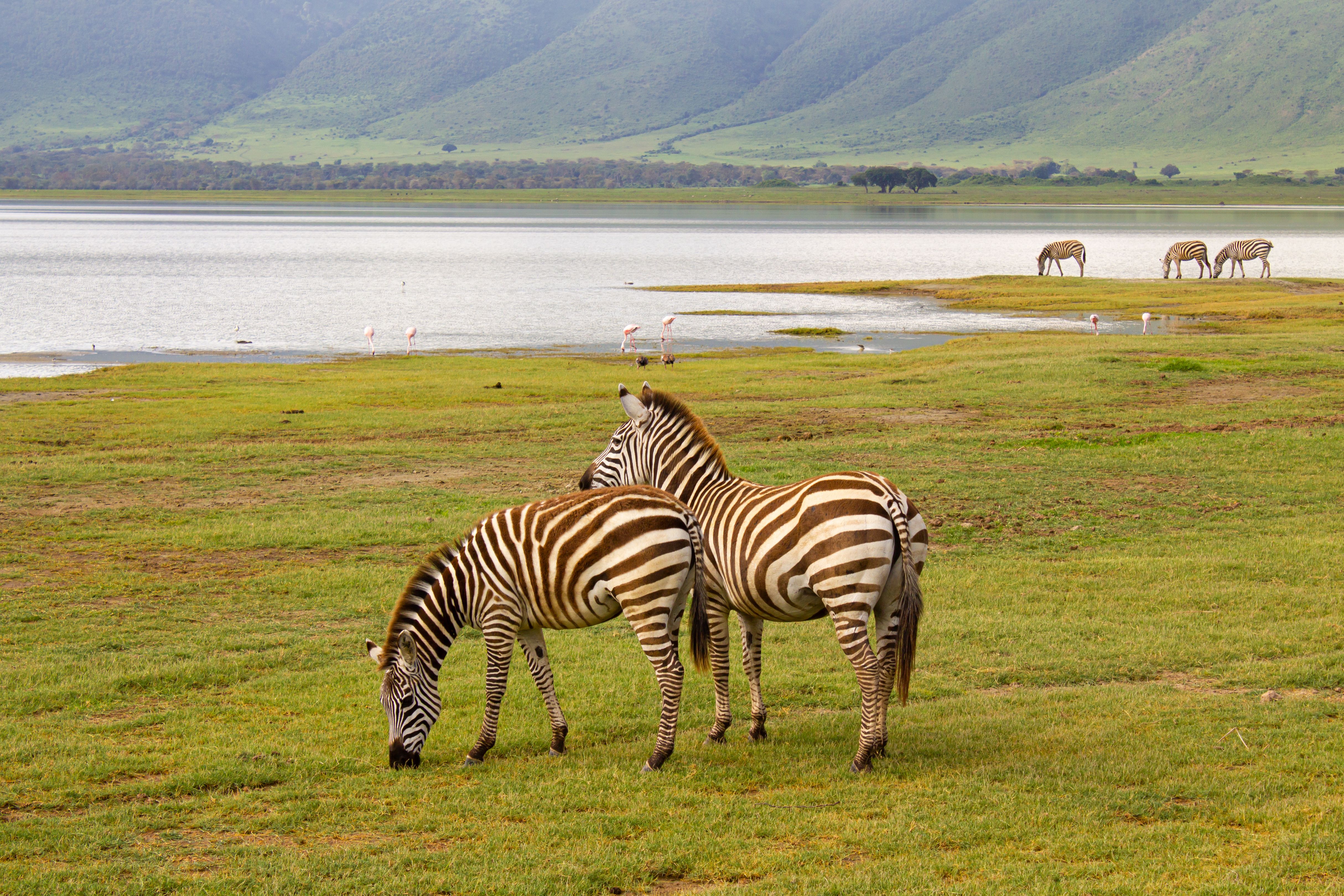Zebras grazing by lake with flamingos, Ngorongoro Crater Tanzania