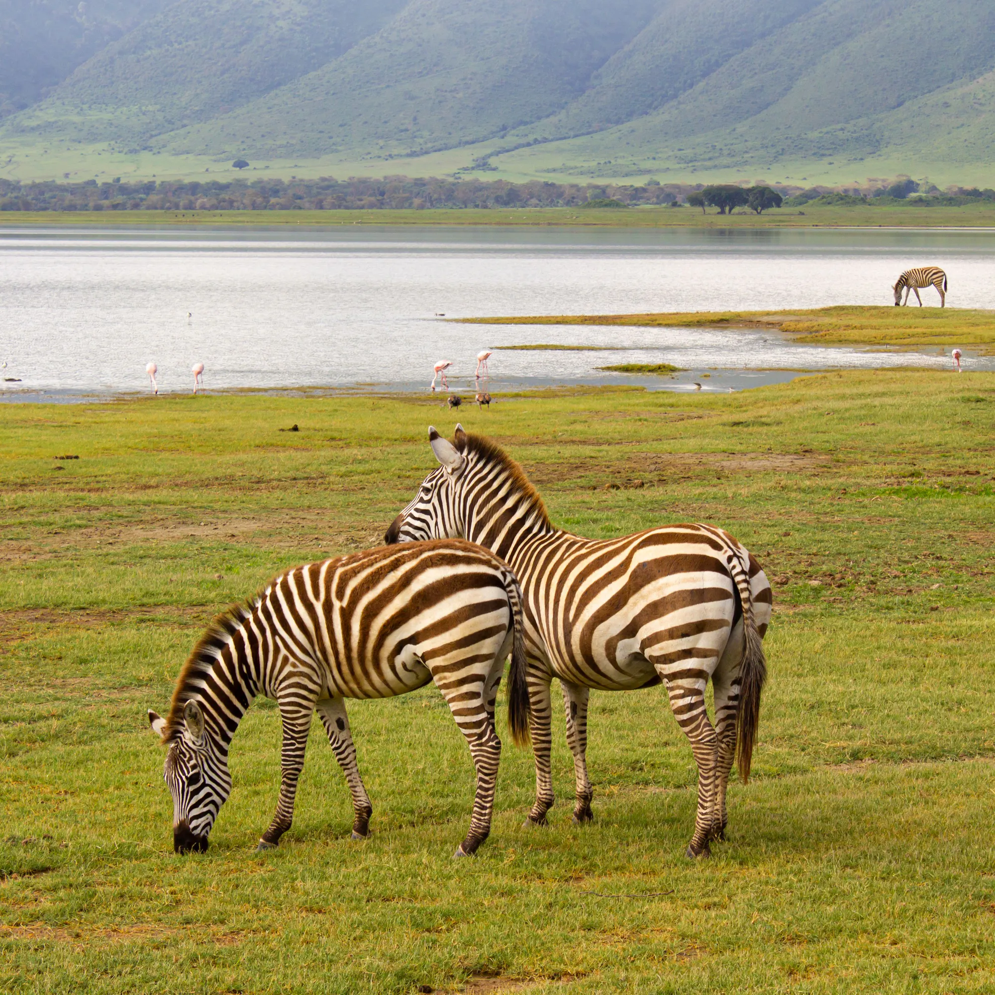 Zebras grazing by lake with flamingos, Ngorongoro Crater Tanzania