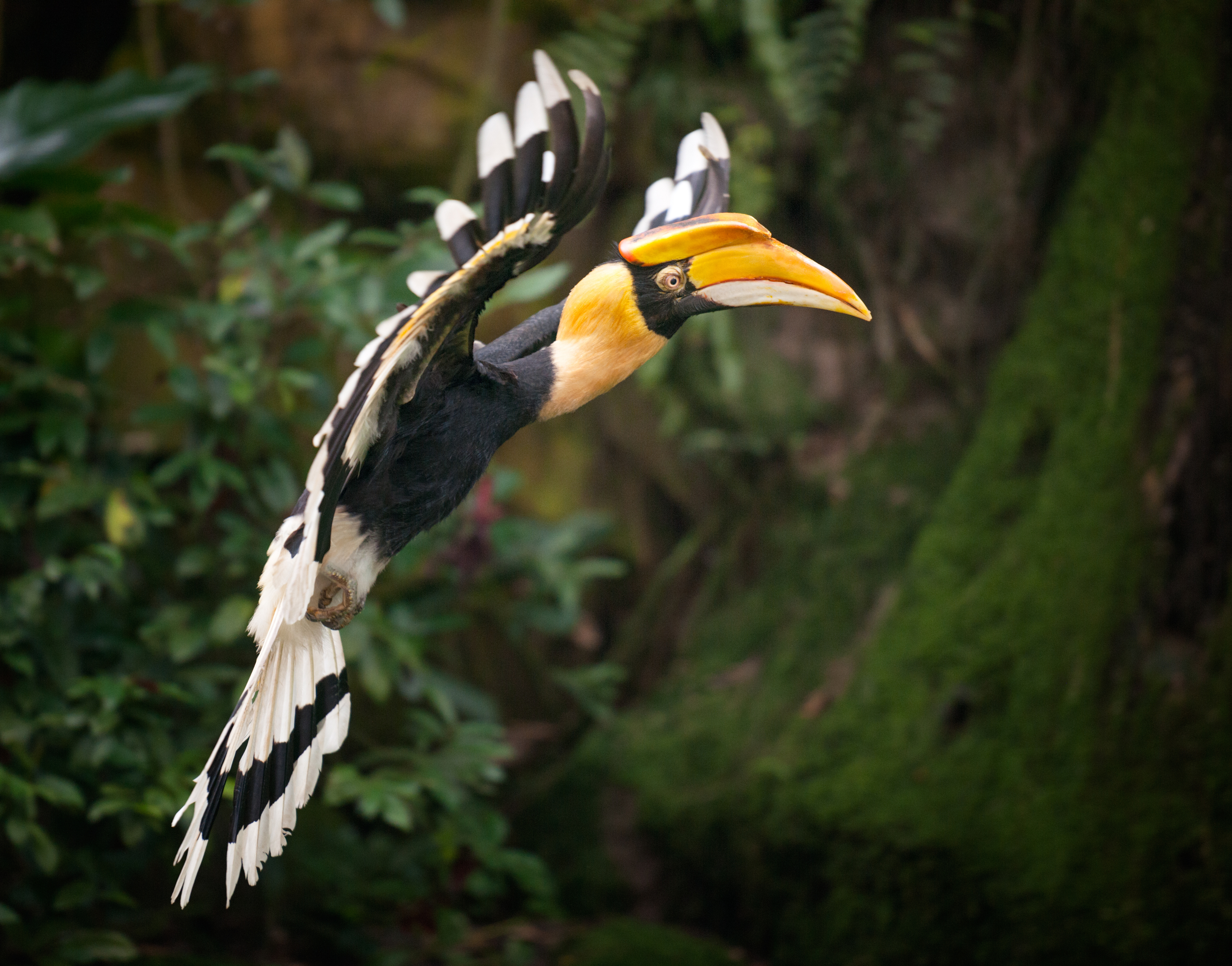 Great hornbill in flight through the rainforest canopy in Borneo, Indonesia