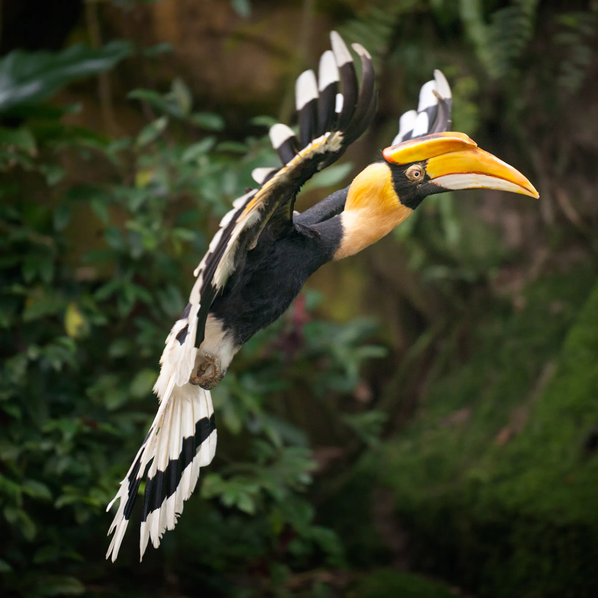 Great hornbill in flight through the rainforest canopy in Borneo, Indonesia