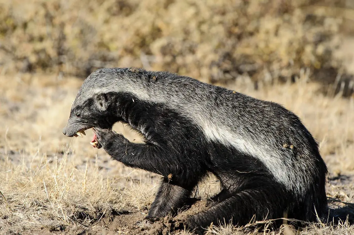 Honey badger crouches in the Kalahari grassland, growling with mouth open and front paw raised.