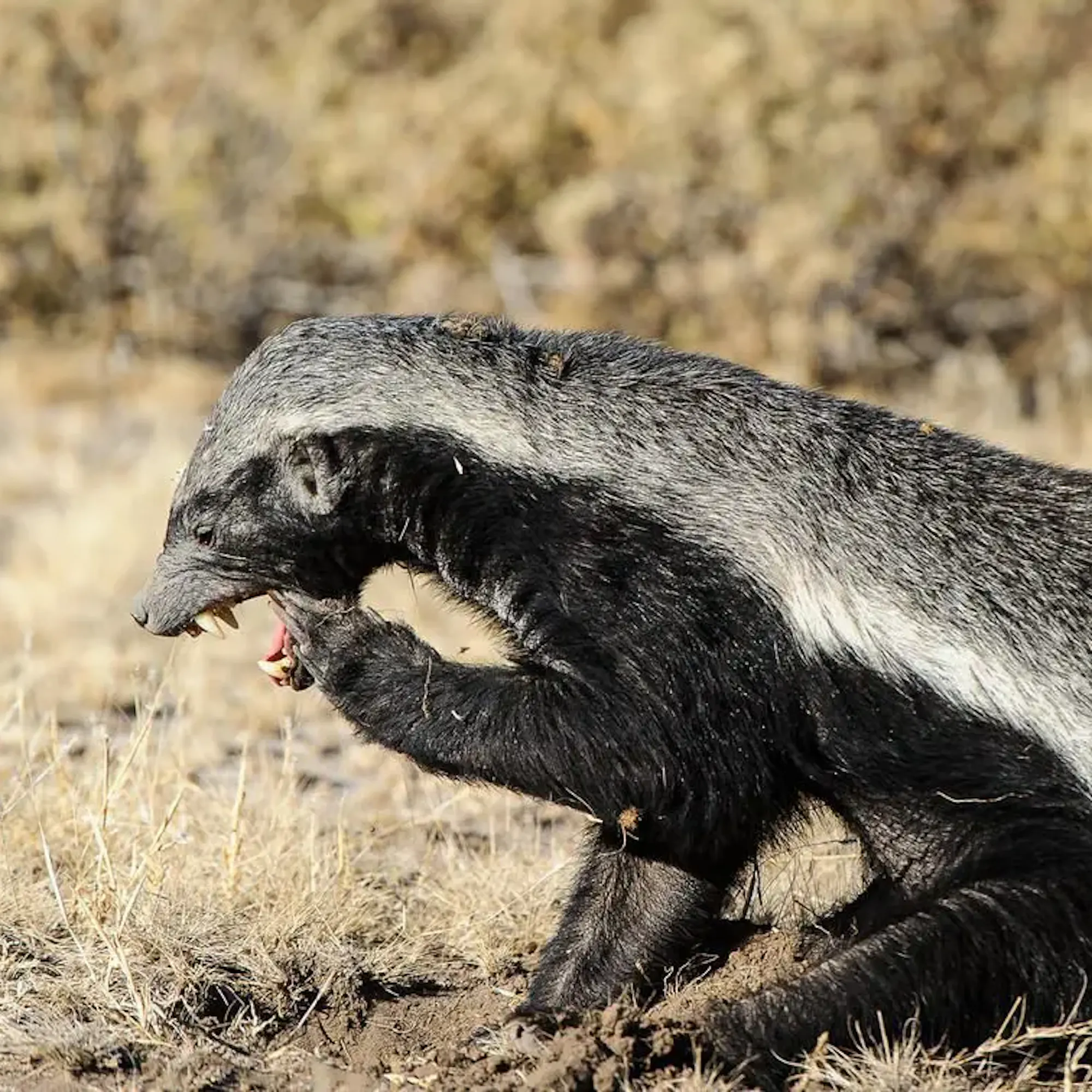 Honey badger crouches in the Kalahari grassland, growling with mouth open and front paw raised.