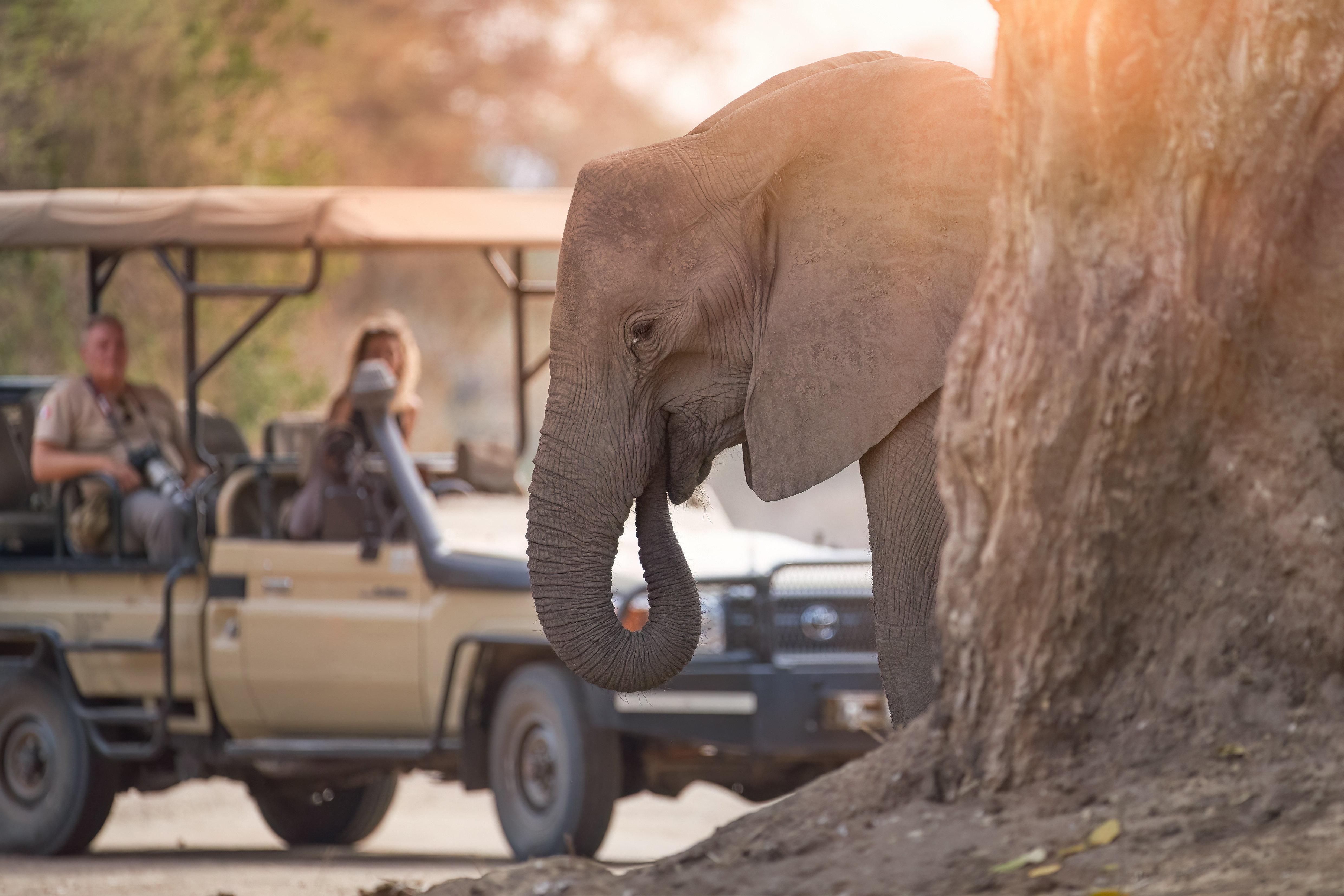 Elephant close-up beside safari jeep, Zambia Africa