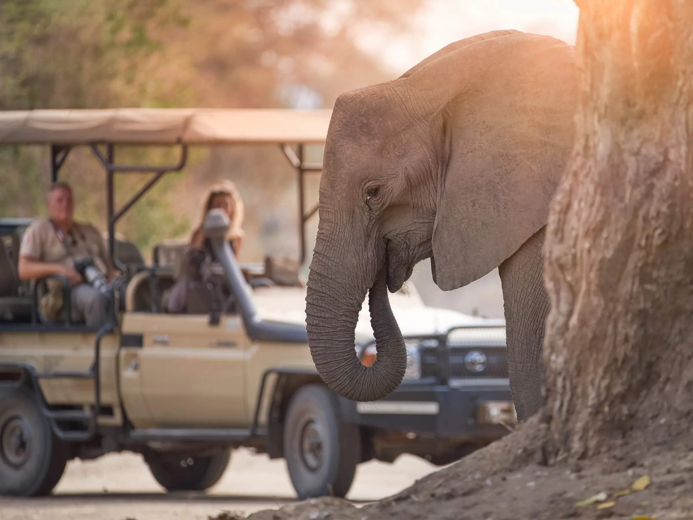 Elephant close-up beside safari jeep, Zambia Africa