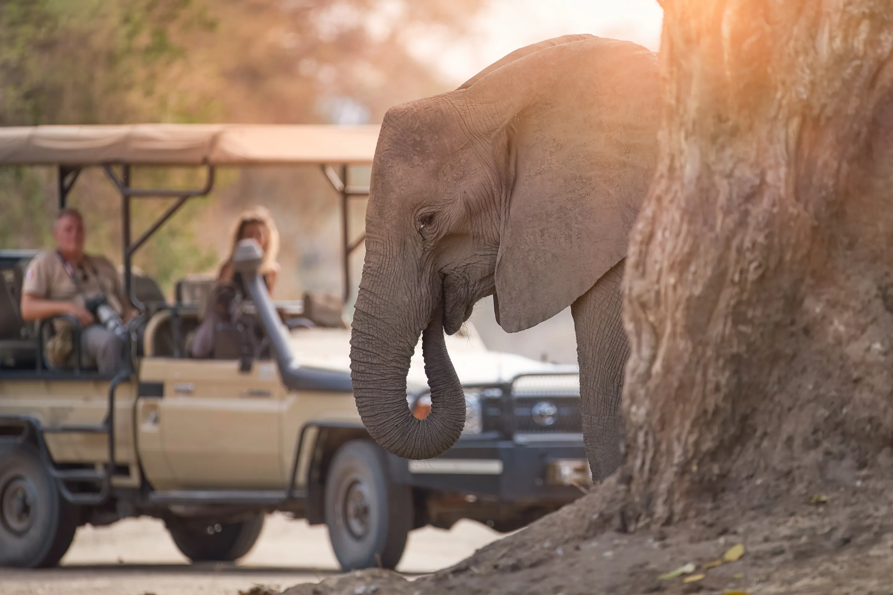 Elephant close-up beside safari jeep, Zambia Africa