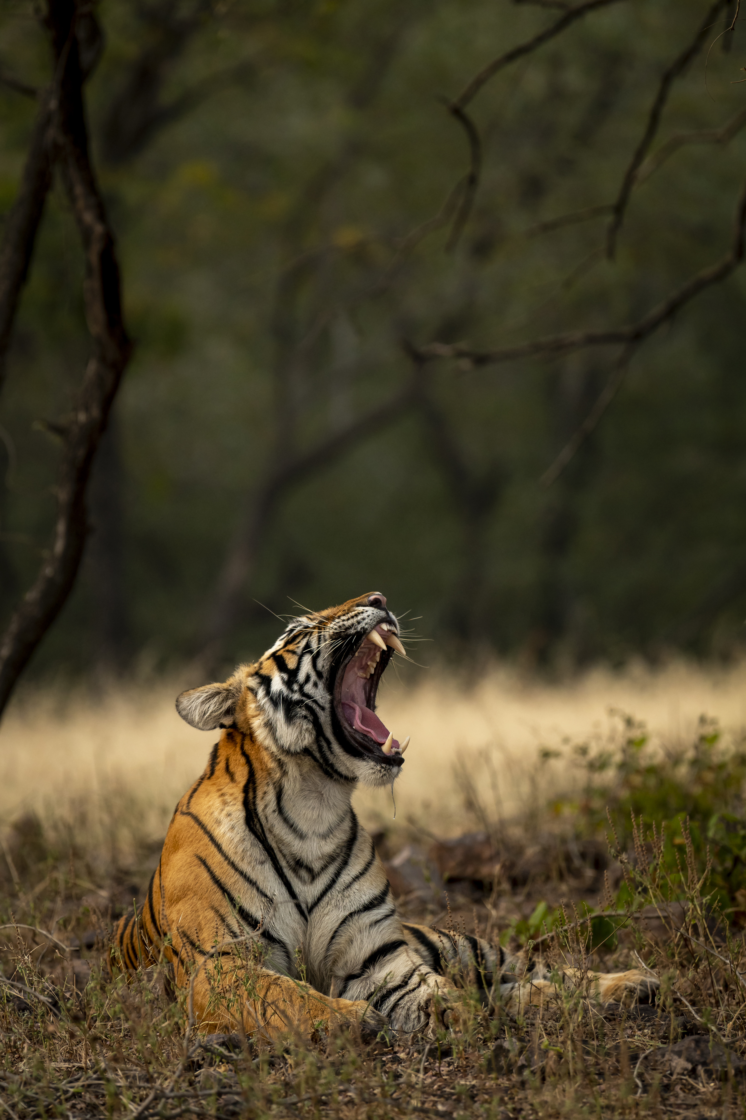 Bengal tiger yawning in the grasslands of Ranthambore National Park, India