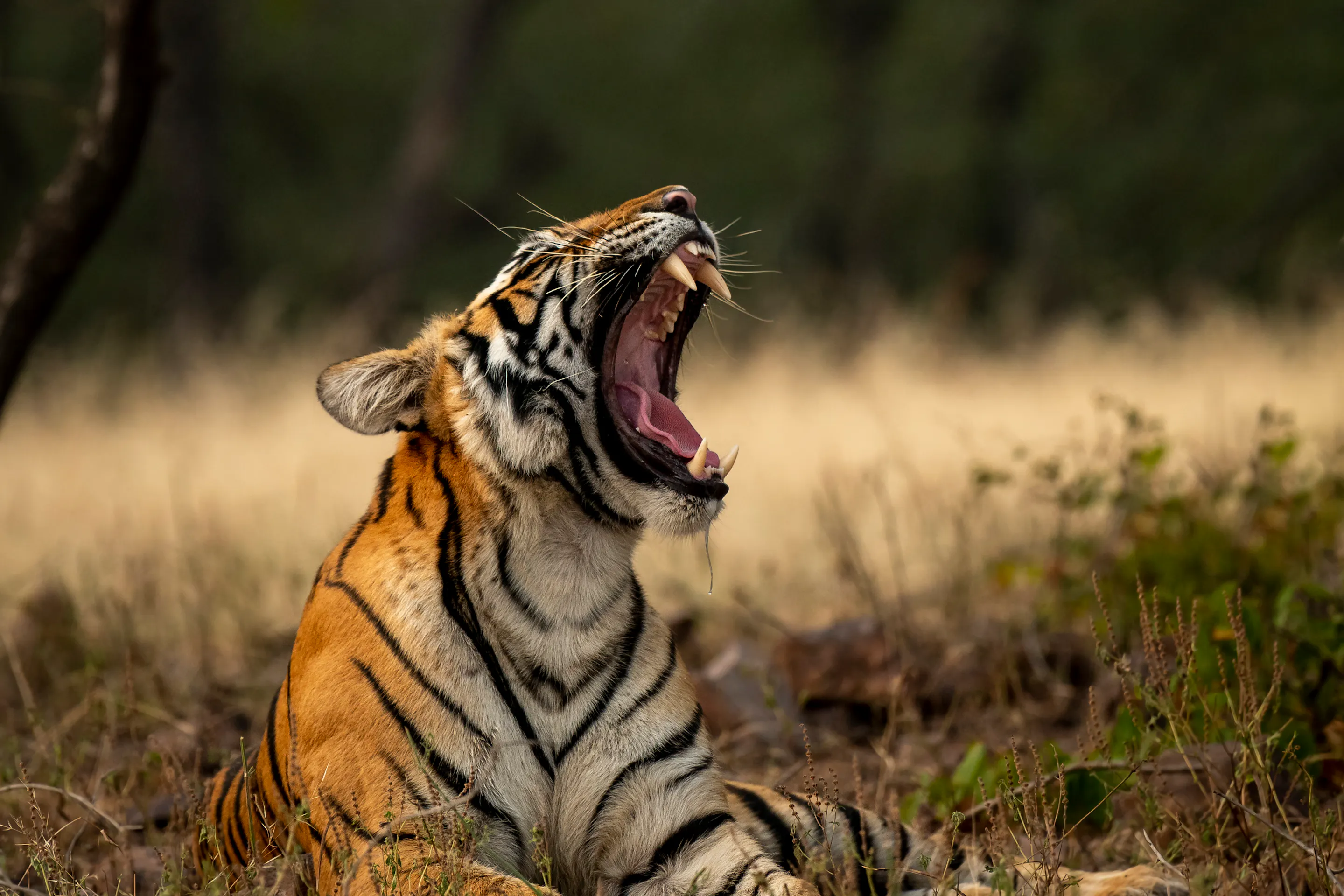 Bengal tiger yawning in the grasslands of Ranthambore National Park, India