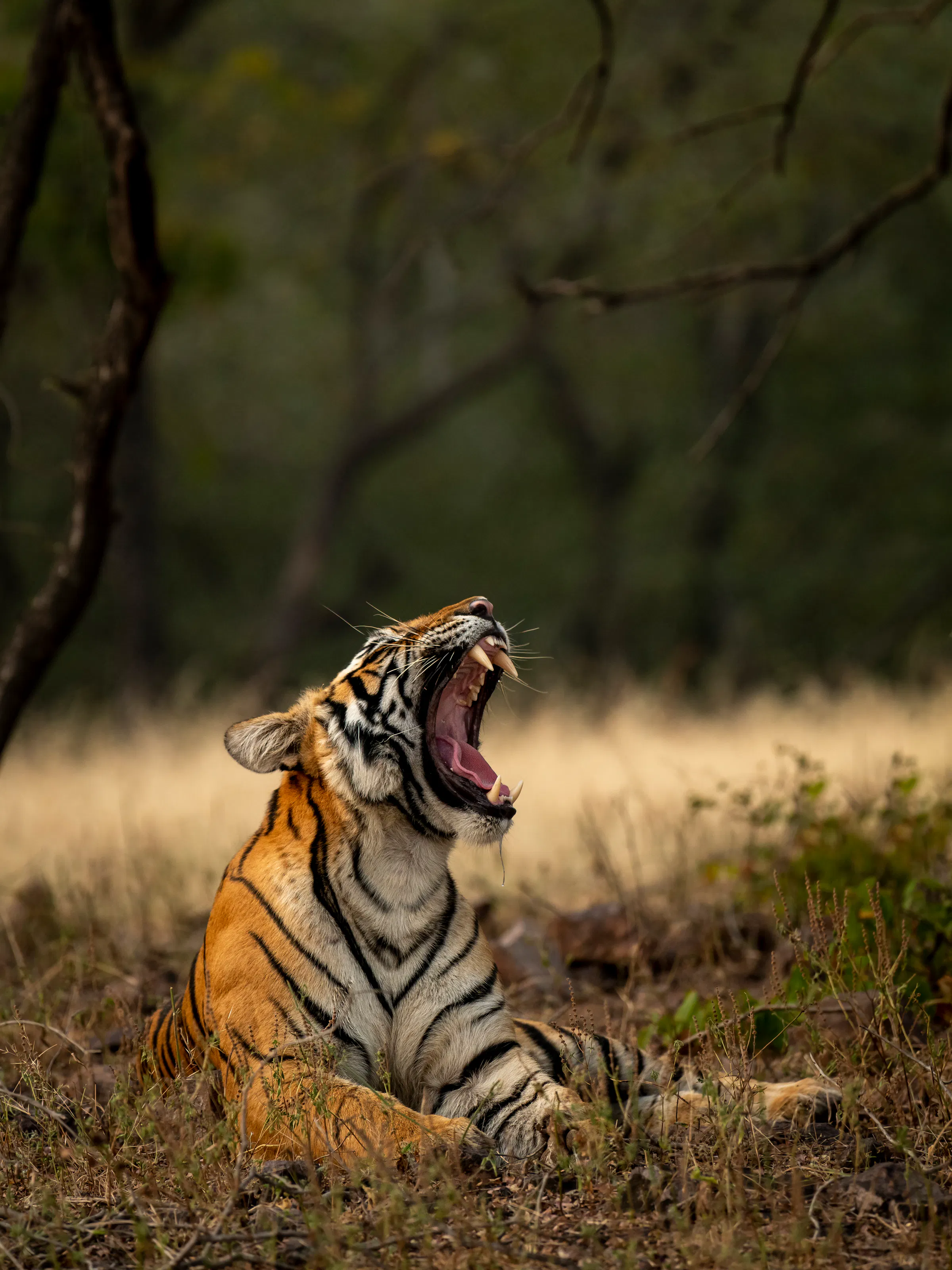 Bengal tiger yawning in the grasslands of Ranthambore National Park, India
