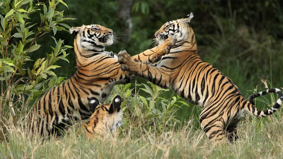Two tigers grapple in India's Bandhavgarh National Park, near Samode Safari Lodge. 