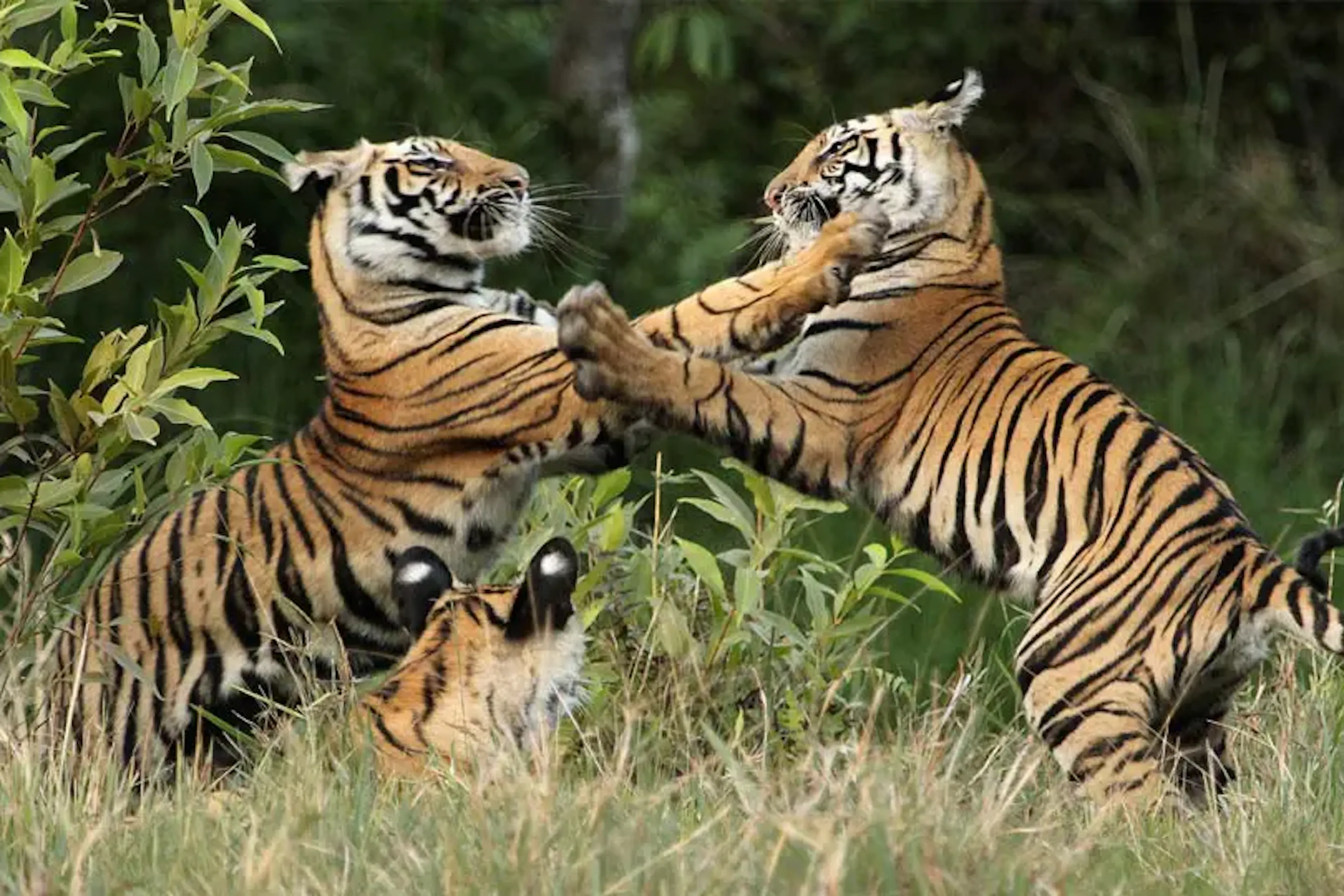 Two tigers grapple in India's Bandhavgarh National Park, near Samode Safari Lodge.