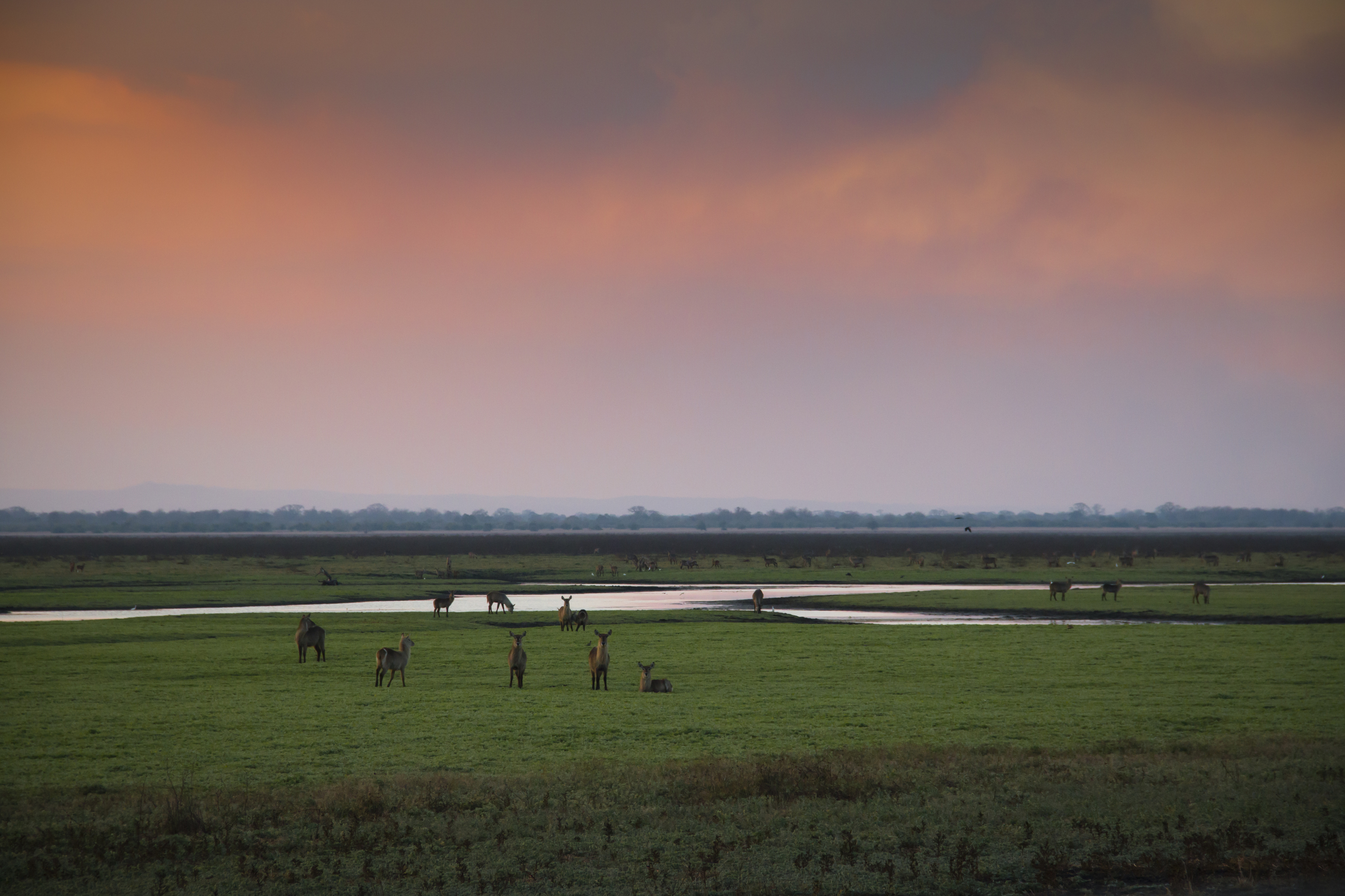 Waterbuck herd grazing at sunset near a river in Gorongosa National Park, Mozambique