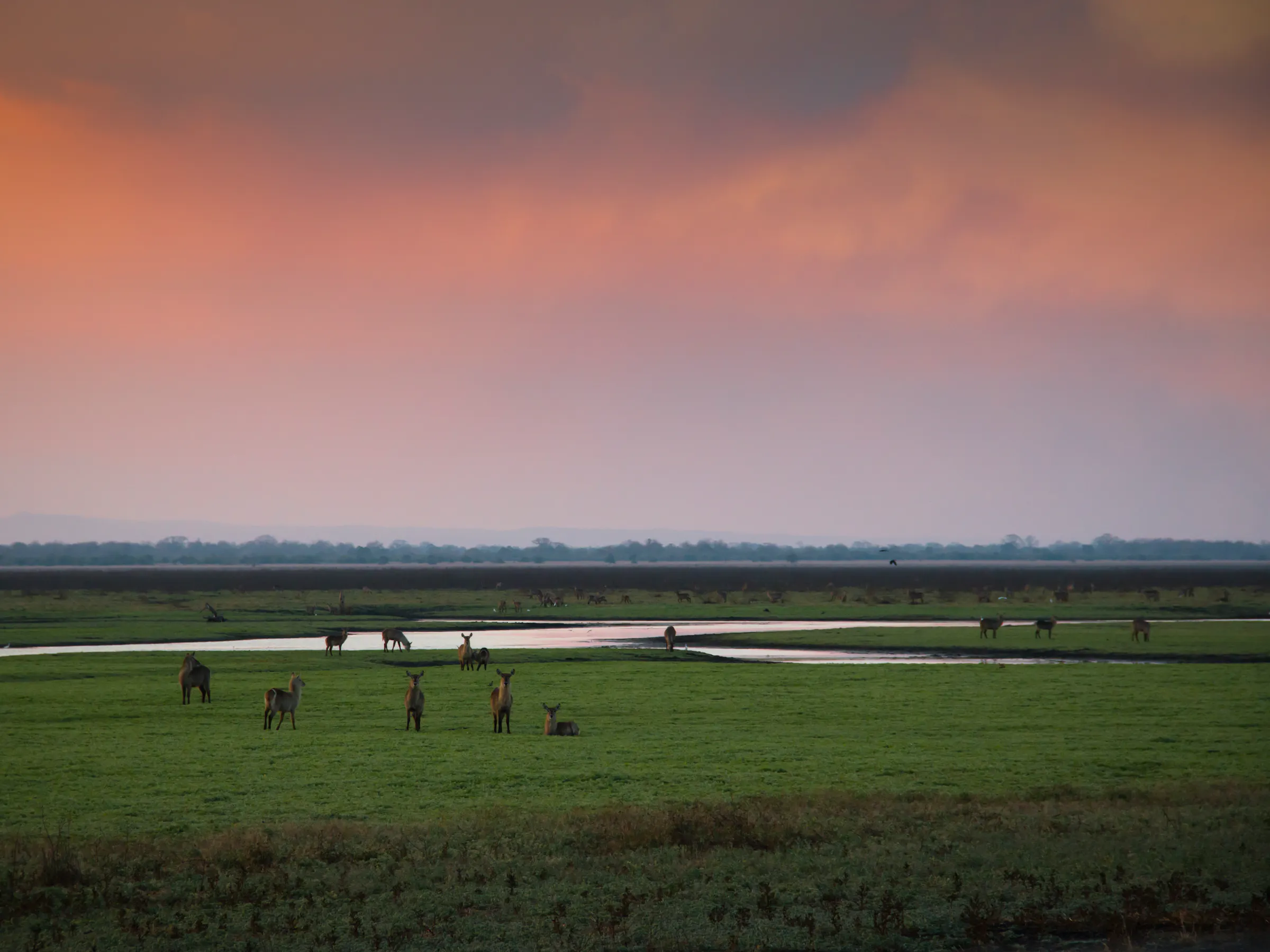Waterbuck herd grazing at sunset near a river in Gorongosa National Park, Mozambique