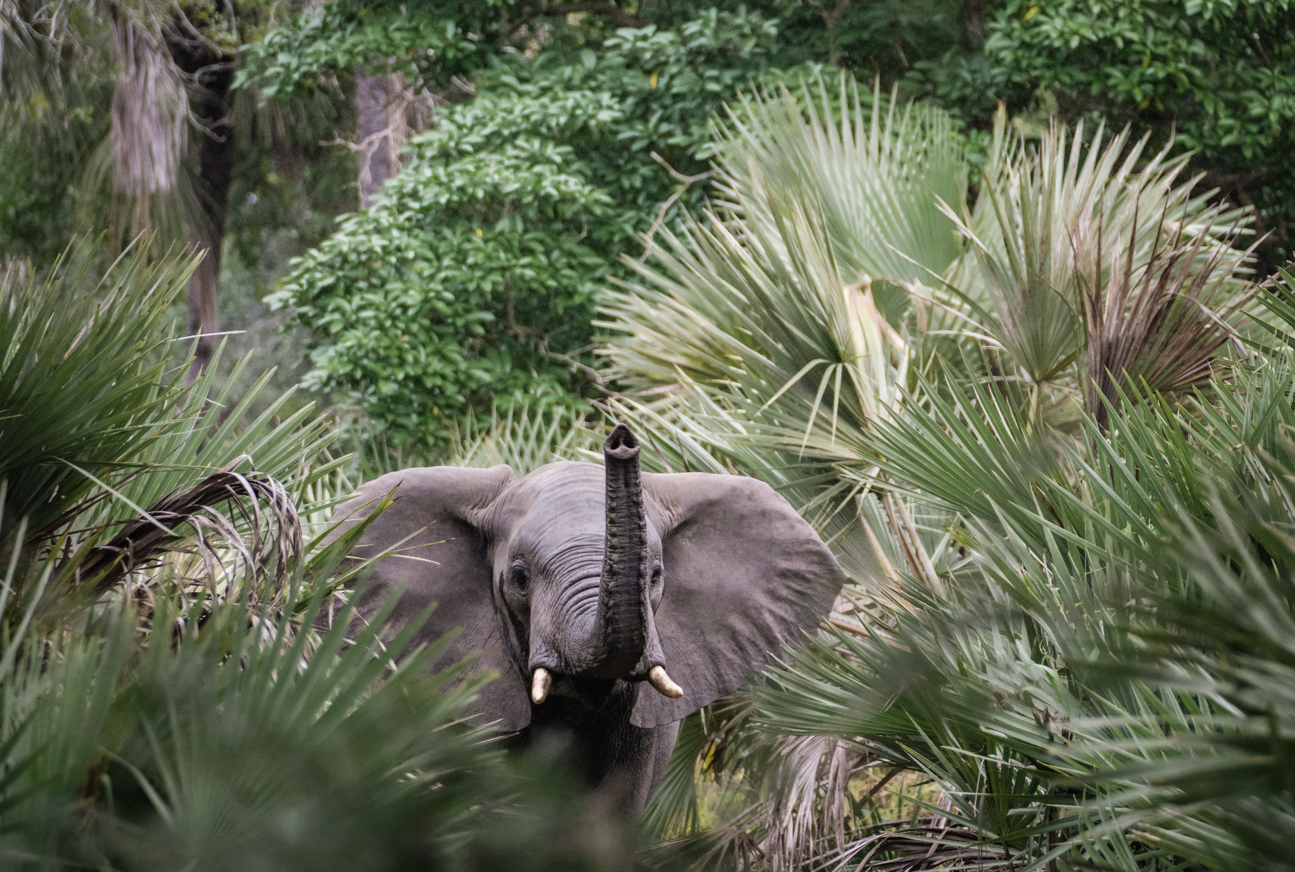 African elephant emerging through lala palms Mozambique