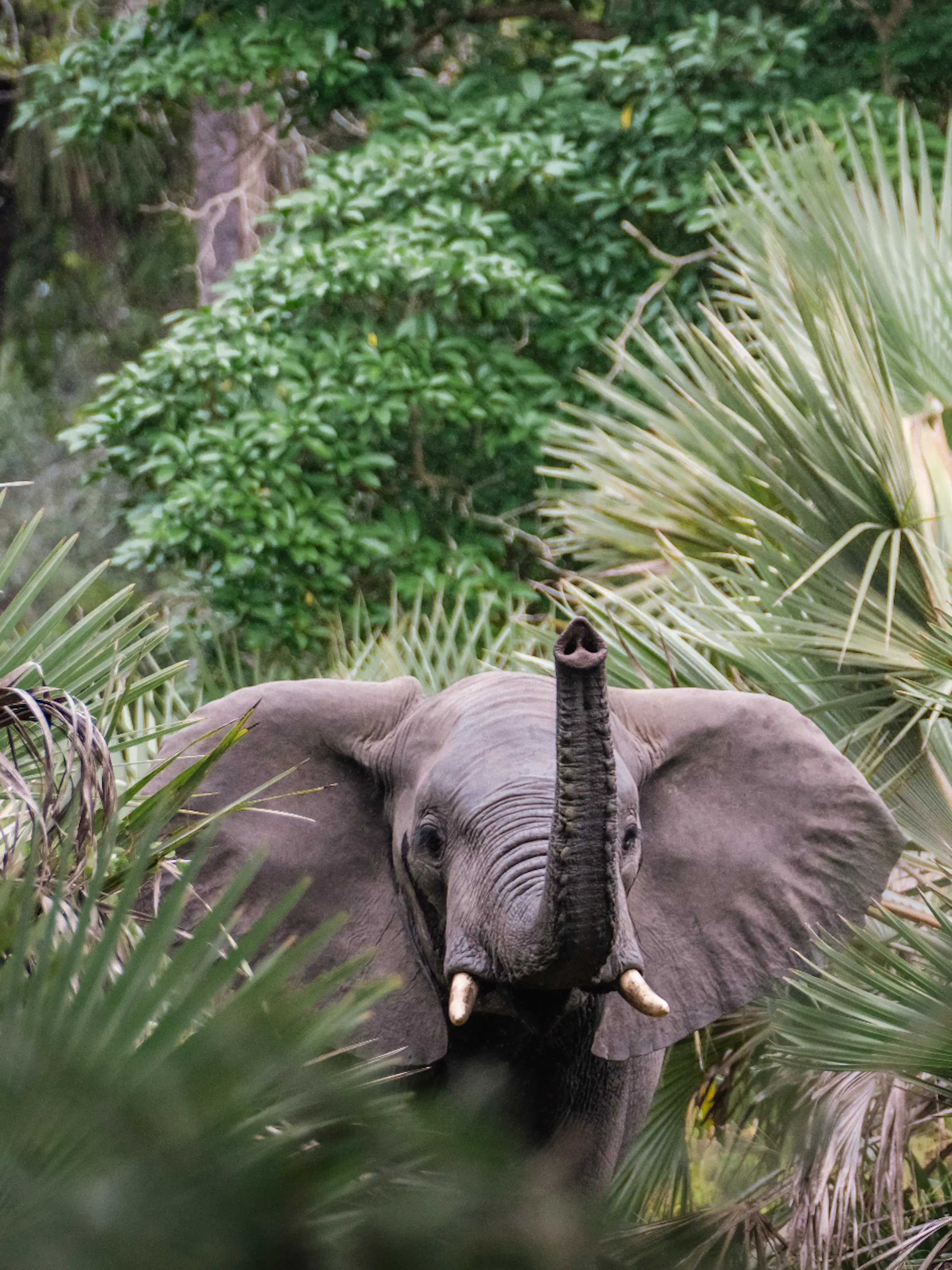 African elephant emerging through lala palms Mozambique