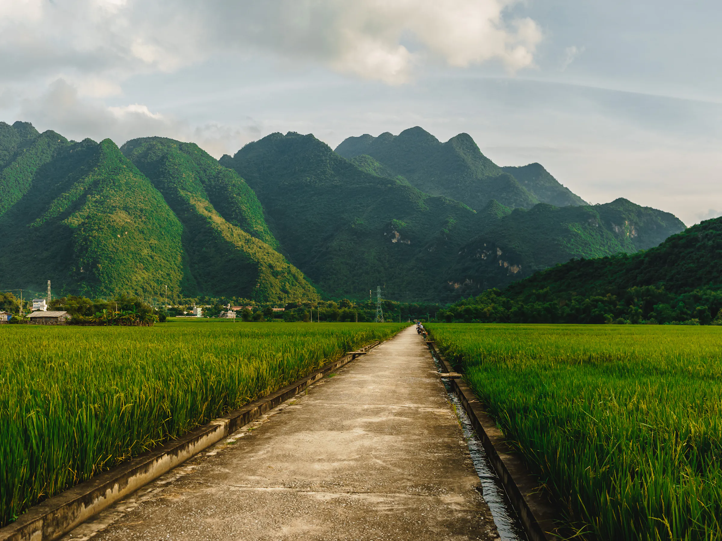 Scenic path through green rice paddies and karst mountains, Vietnam