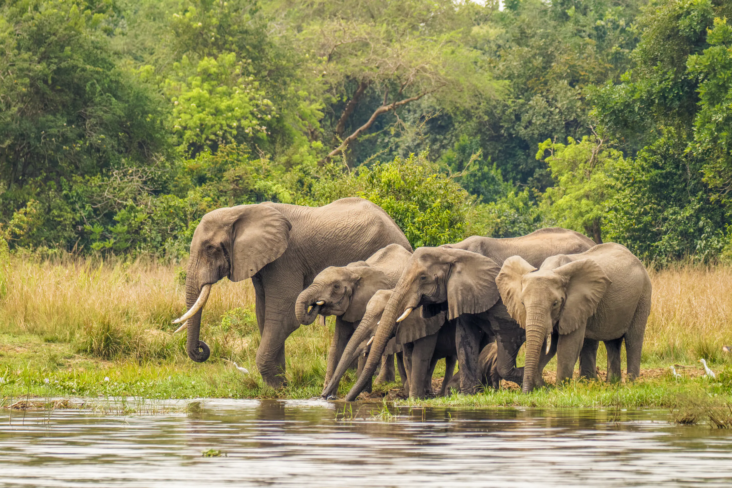Elephant herd drinking at Nile riverbank, Murchison Falls Uganda