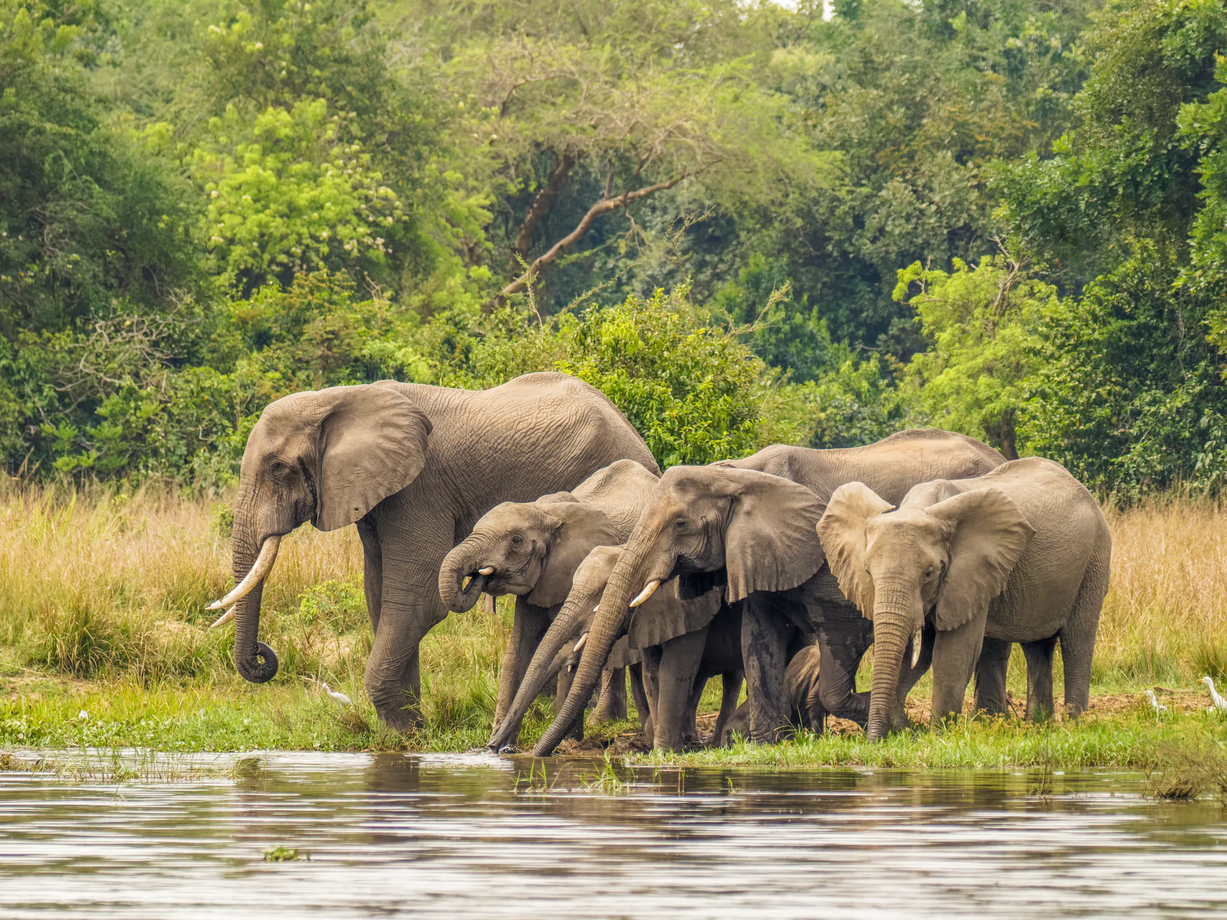 Elephant herd drinking at Nile riverbank, Murchison Falls Uganda