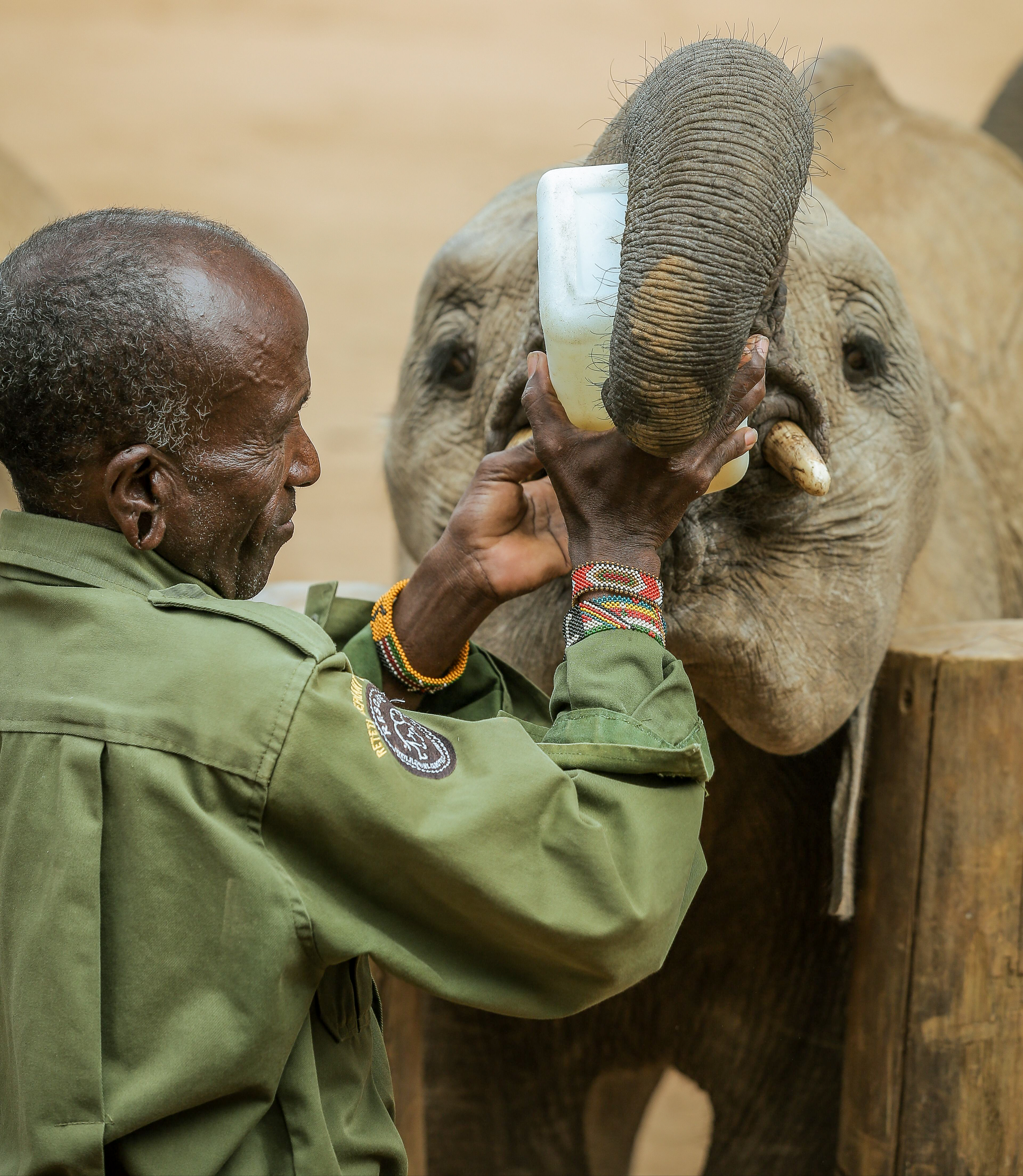 Keeper bottle-feeding orphaned baby elephant, elephants research project Kenya