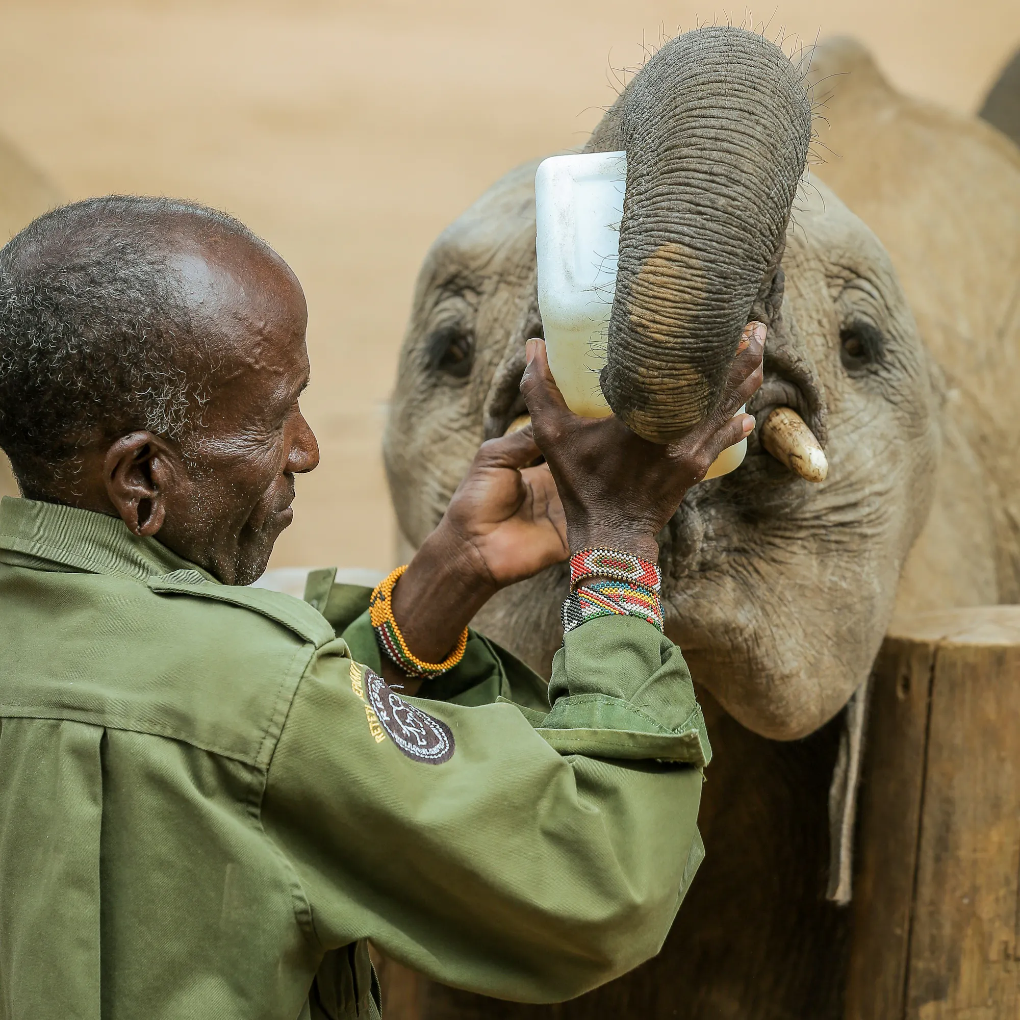 Keeper bottle-feeding orphaned baby elephant, elephants research project Kenya