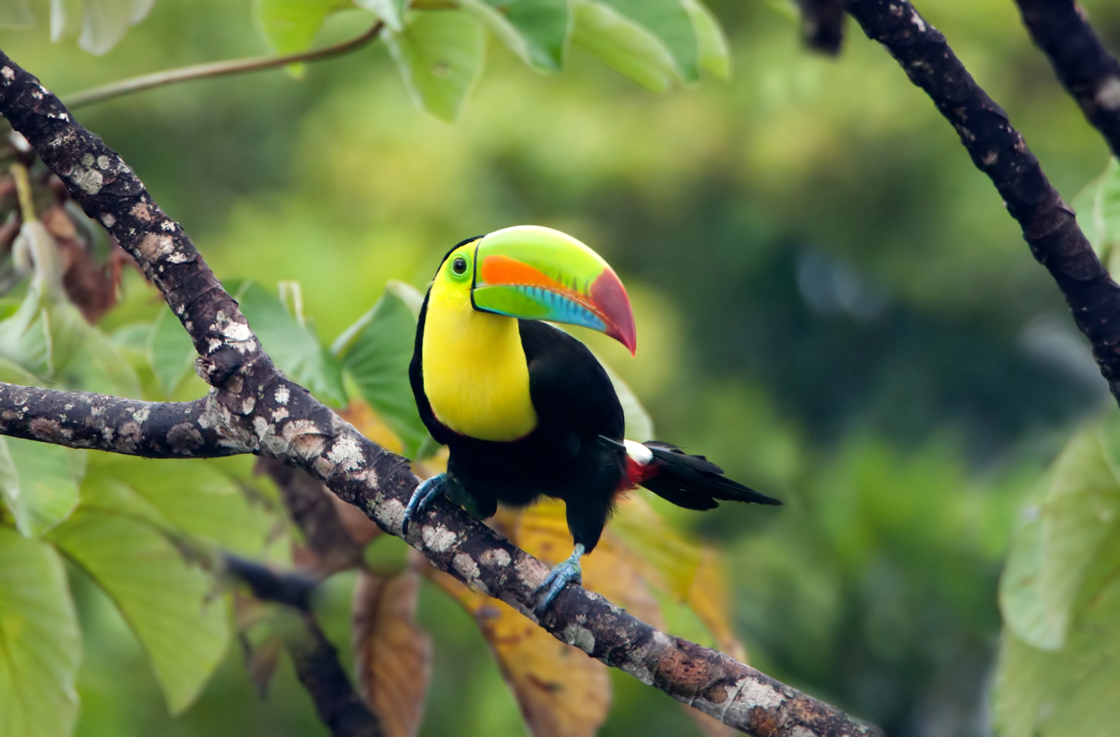 Keel-billed toucan perched on a branch in the Panamanian rainforest